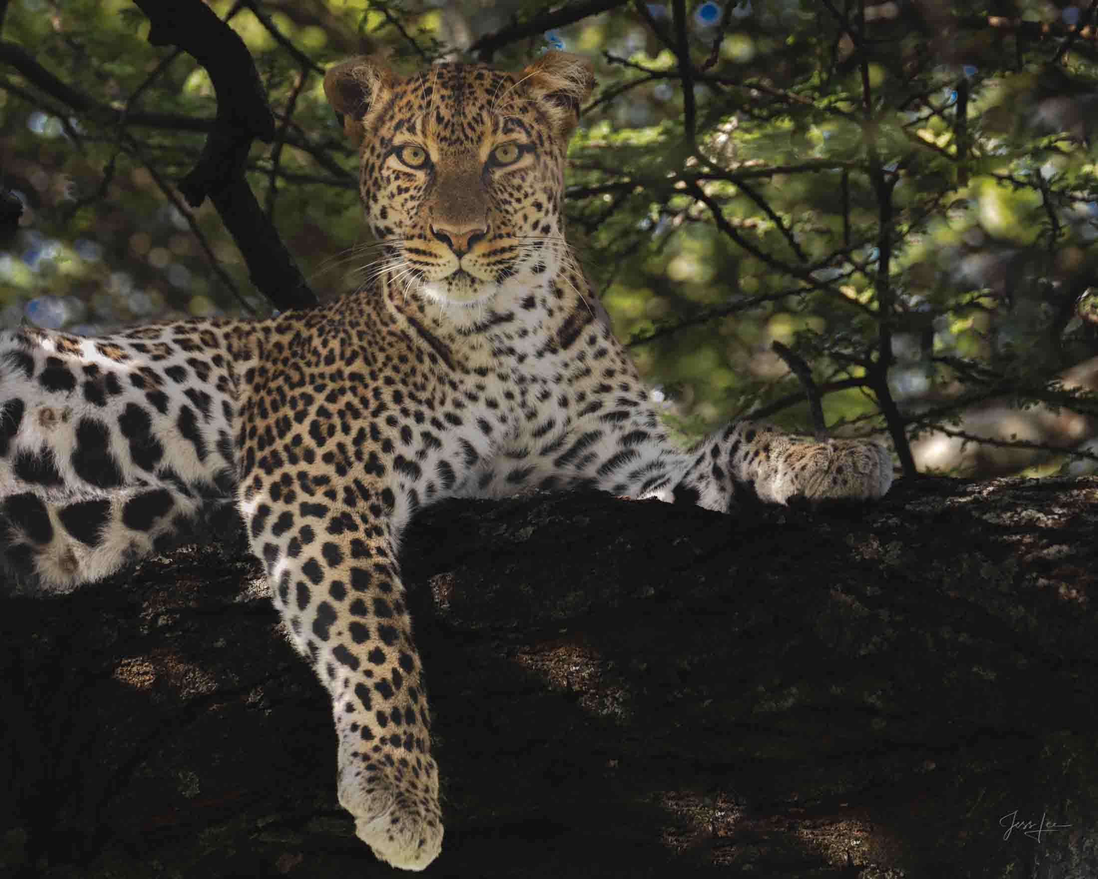 Leopard in a Tree Leopard Photo | Fine Art Photography | Limited Edition Print A Beautiful Leopard in a tree, Photographed by internationally acclaimed...