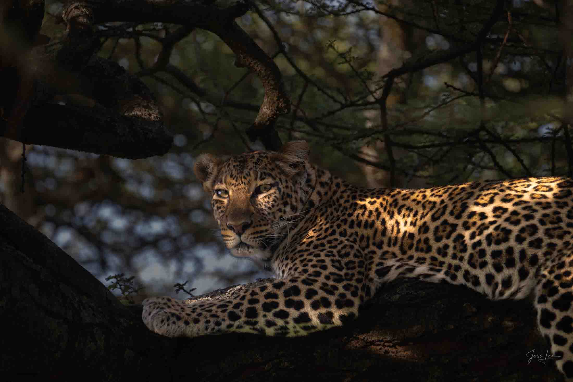 Leopard Photo | Fine Art Photography | Limited Edition Print A Beautiful Leopard in the shadows, Photographed by internationally...