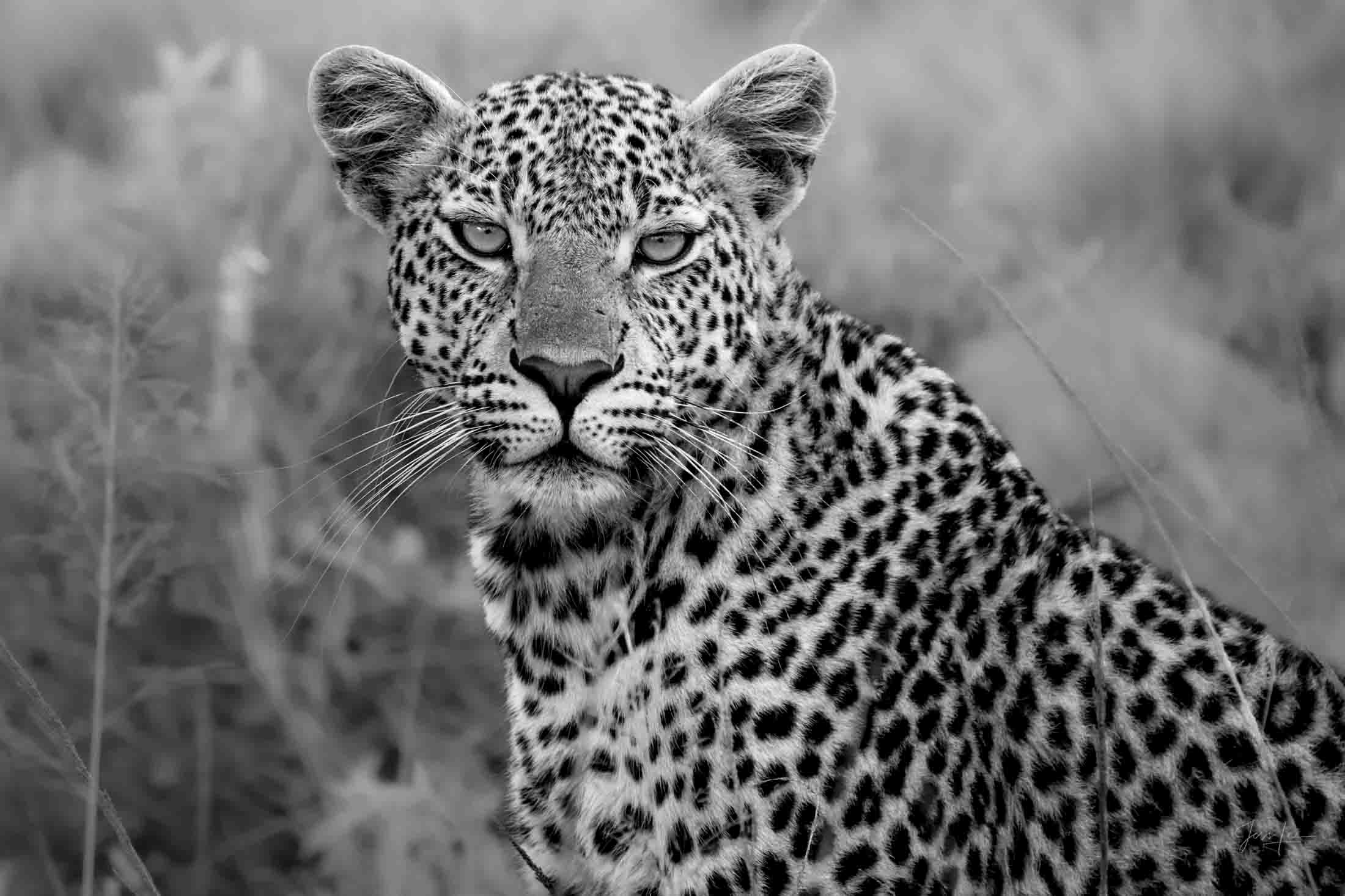 Eyes of the Hunter - Leopard Leopard Photo | Fine Art Photography | Limited Edition Print A Beautiful Leopard Hunter, Photographed by internationally acclaimed...