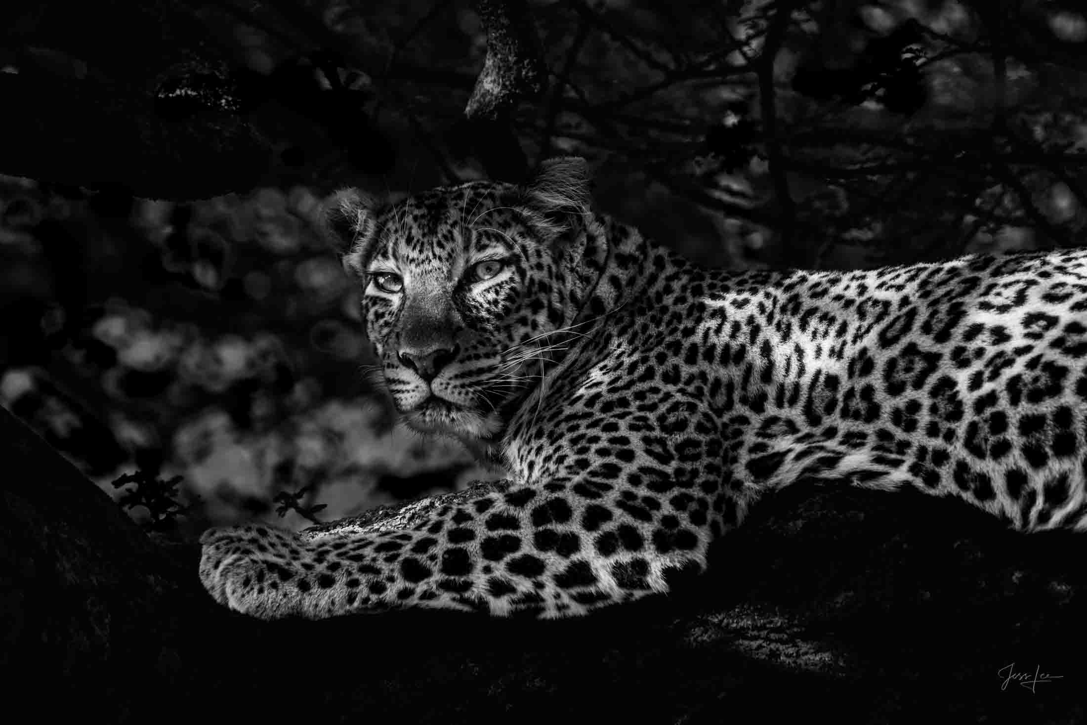 Shadow Cat Leopard Photo | Fine Art Photography | Limited Edition Print A Beautiful Leopard in the shadows in B&W, Photographed by internationally...