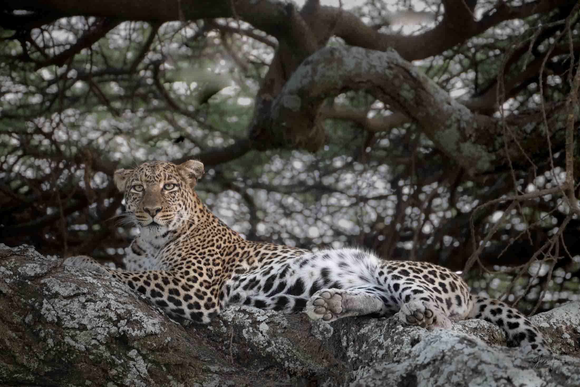 Monochrome Leopard Leopard Photo | Fine Art Photography | Limited Edition Print A Beautiful Leopard in Black and White, Photographed by internationally...