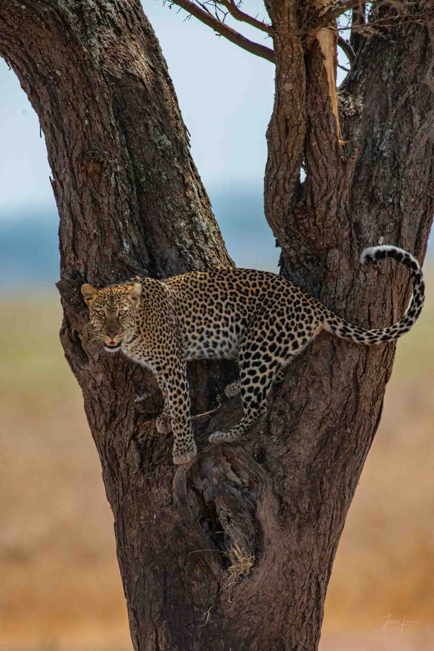 Up or Down only the Leopard Knows Leopard Photo | Fine Art Photography | Limited Edition Print A Beautiful Leopard in the crook of a tree, Photographed by internationally...