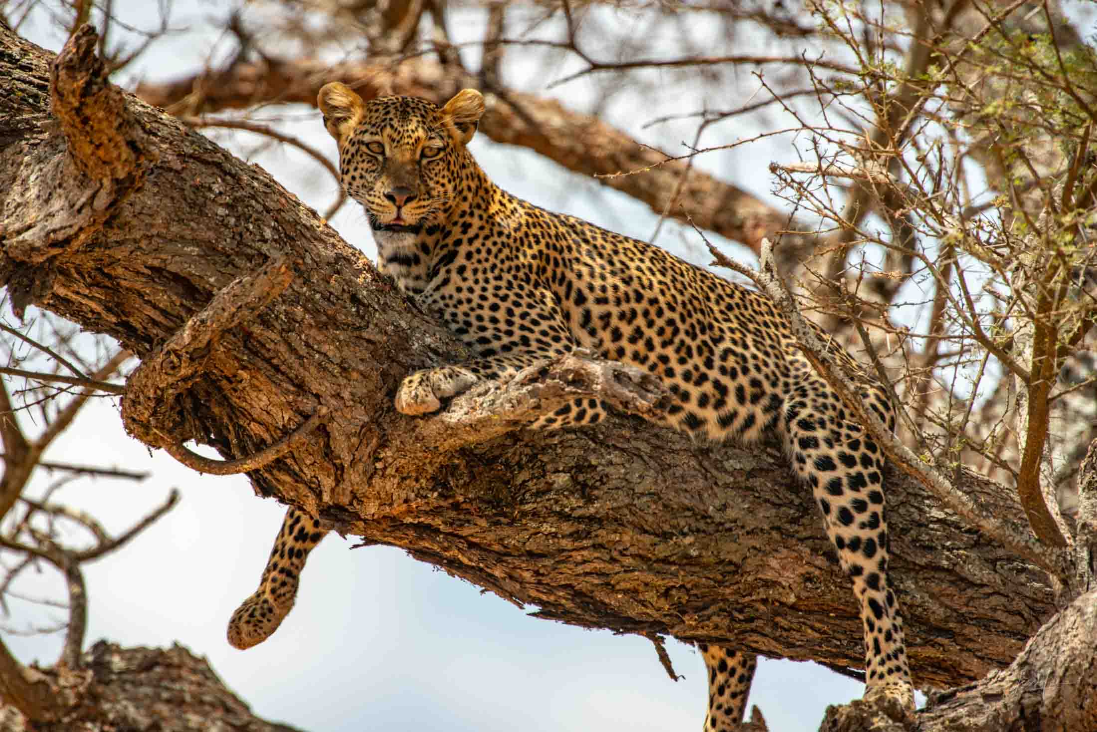 Leopard on a limb Leopard Photo | Fine Art Photography | Limited Edition Print A Beautiful Leopard on a limb Photographed by internationally acclaimed...