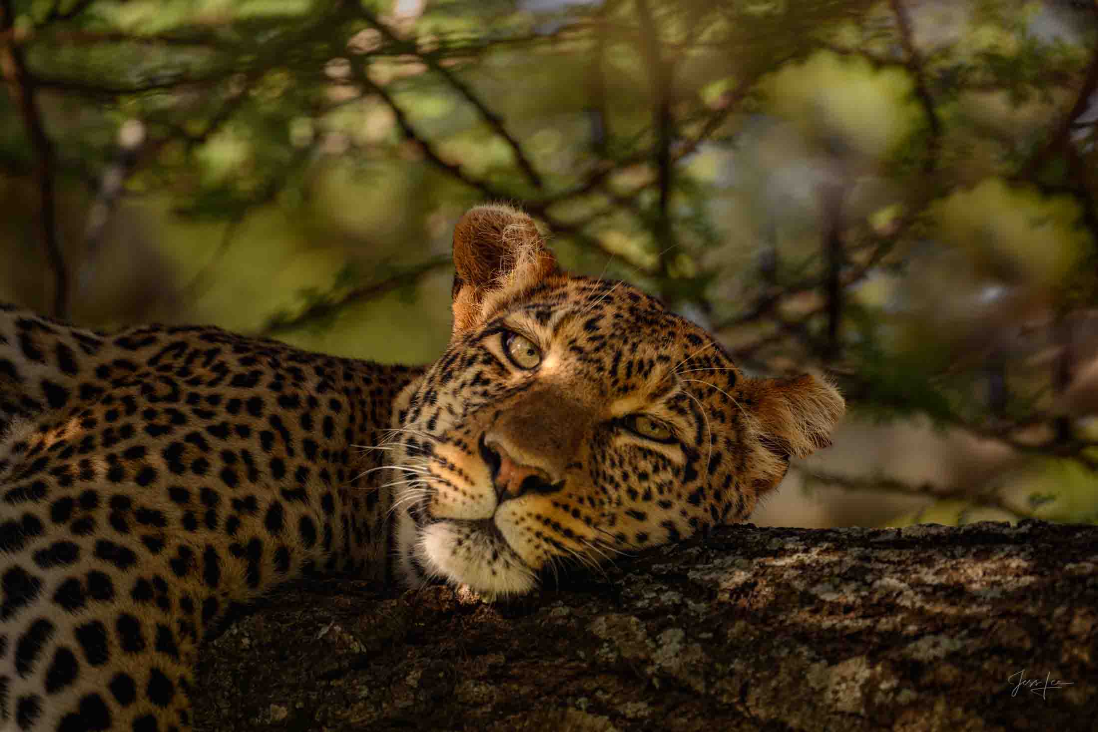 Nap Time for this Leopard