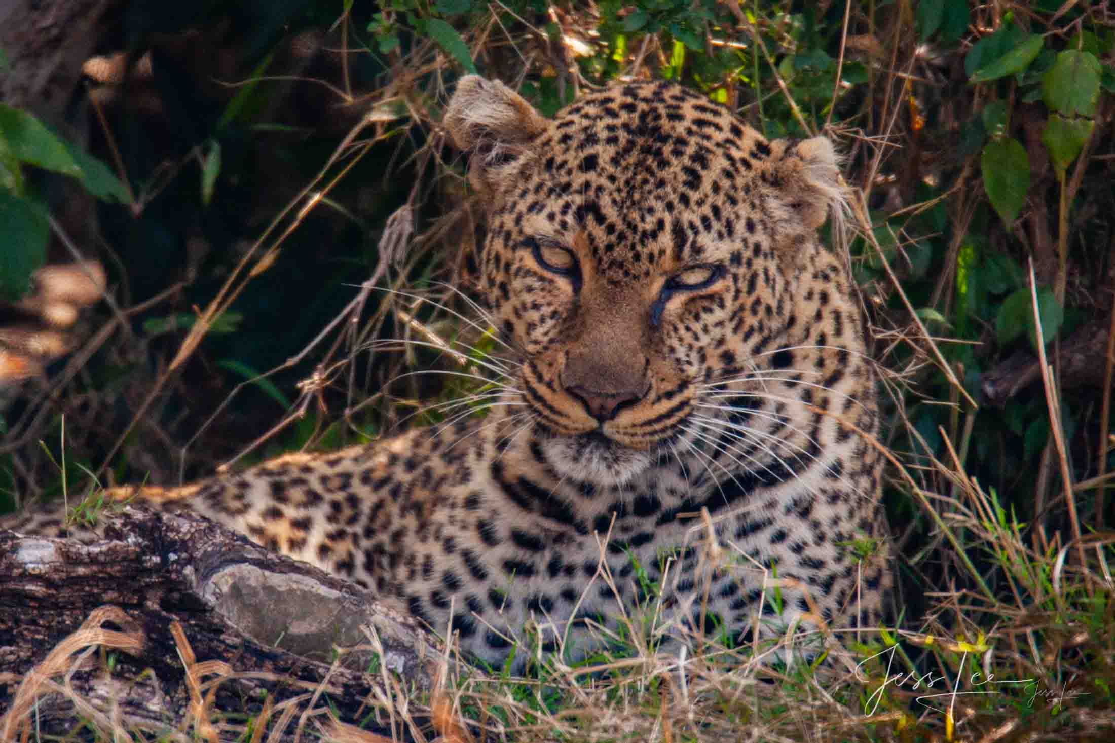 Leopard Hide A Fine Art Photograph, Limited Edition Print of a Beautiful Leopard in the bush A Beautiful Leopard hiding Photographed by internationally...
