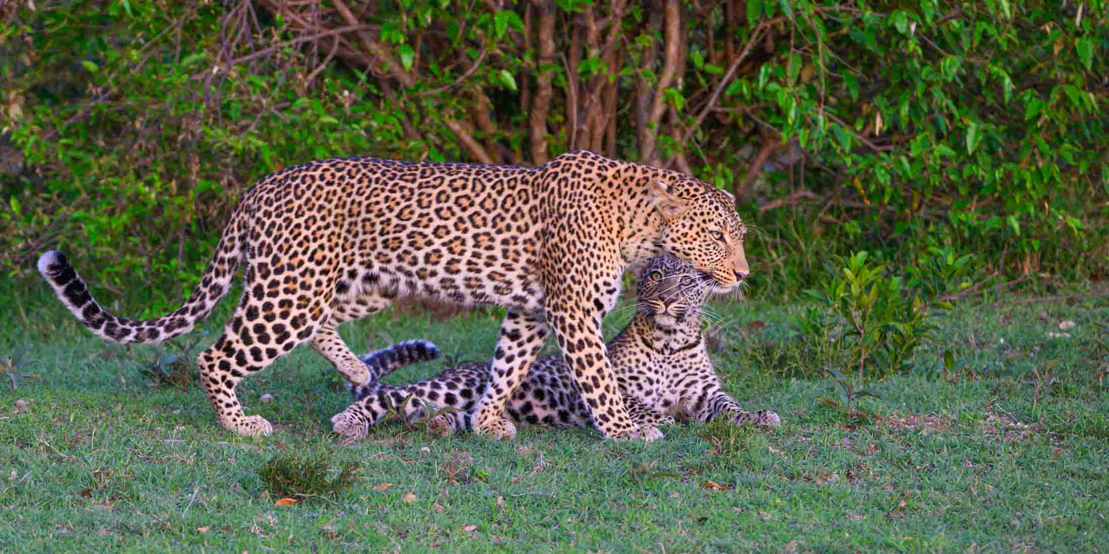 Leopard Mothers Love Leopard Photo | Fine Art Photography | Limited Edition Print A Beautiful Leopard Mom and Cub, Photographed by internationally...