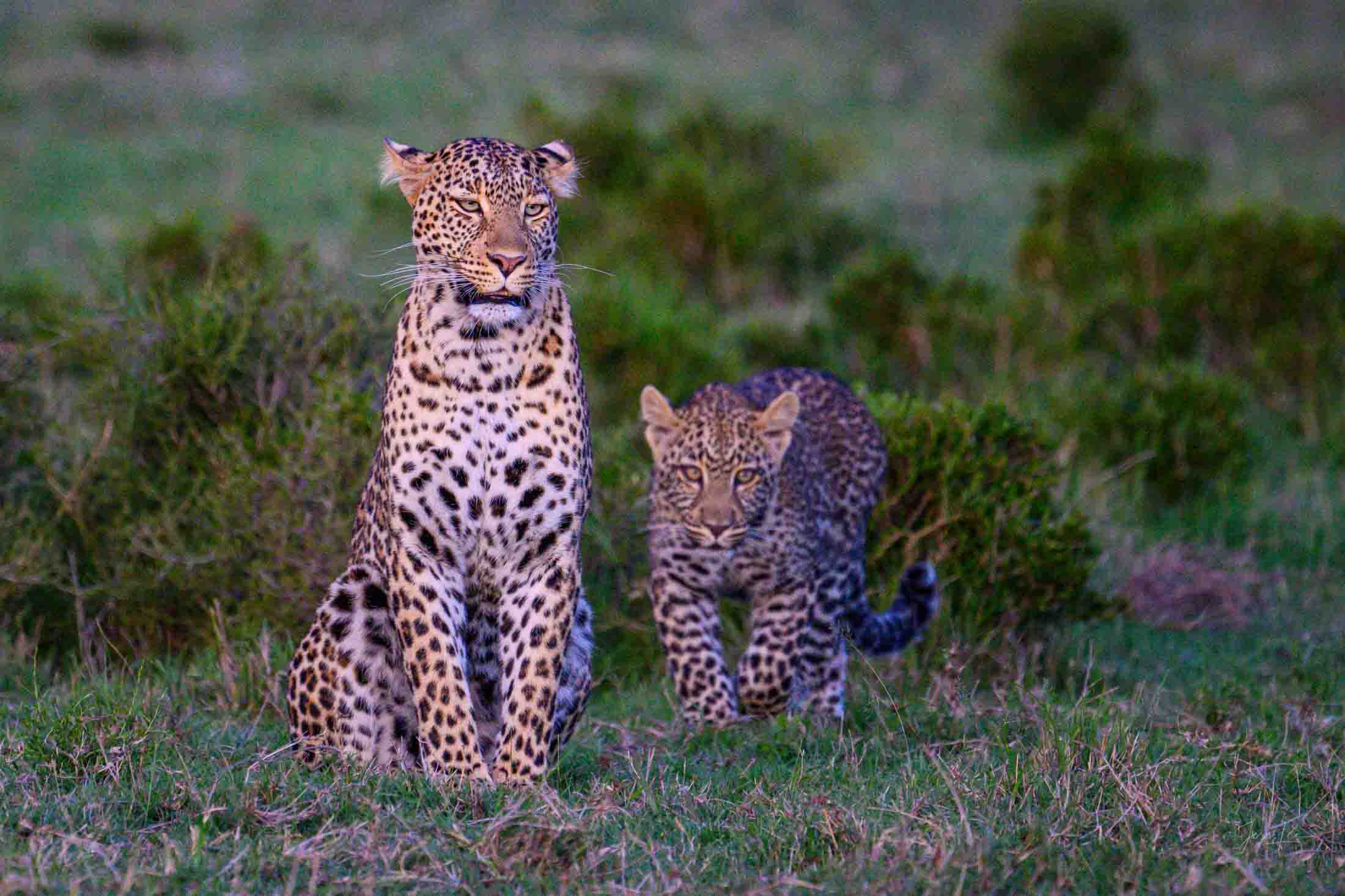 Come to Momma Mom and Cub Leopard Photo | Fine Art Photography | Limited Edition Print A Beautiful Leopard Mom and Cub Photographed by internationally...