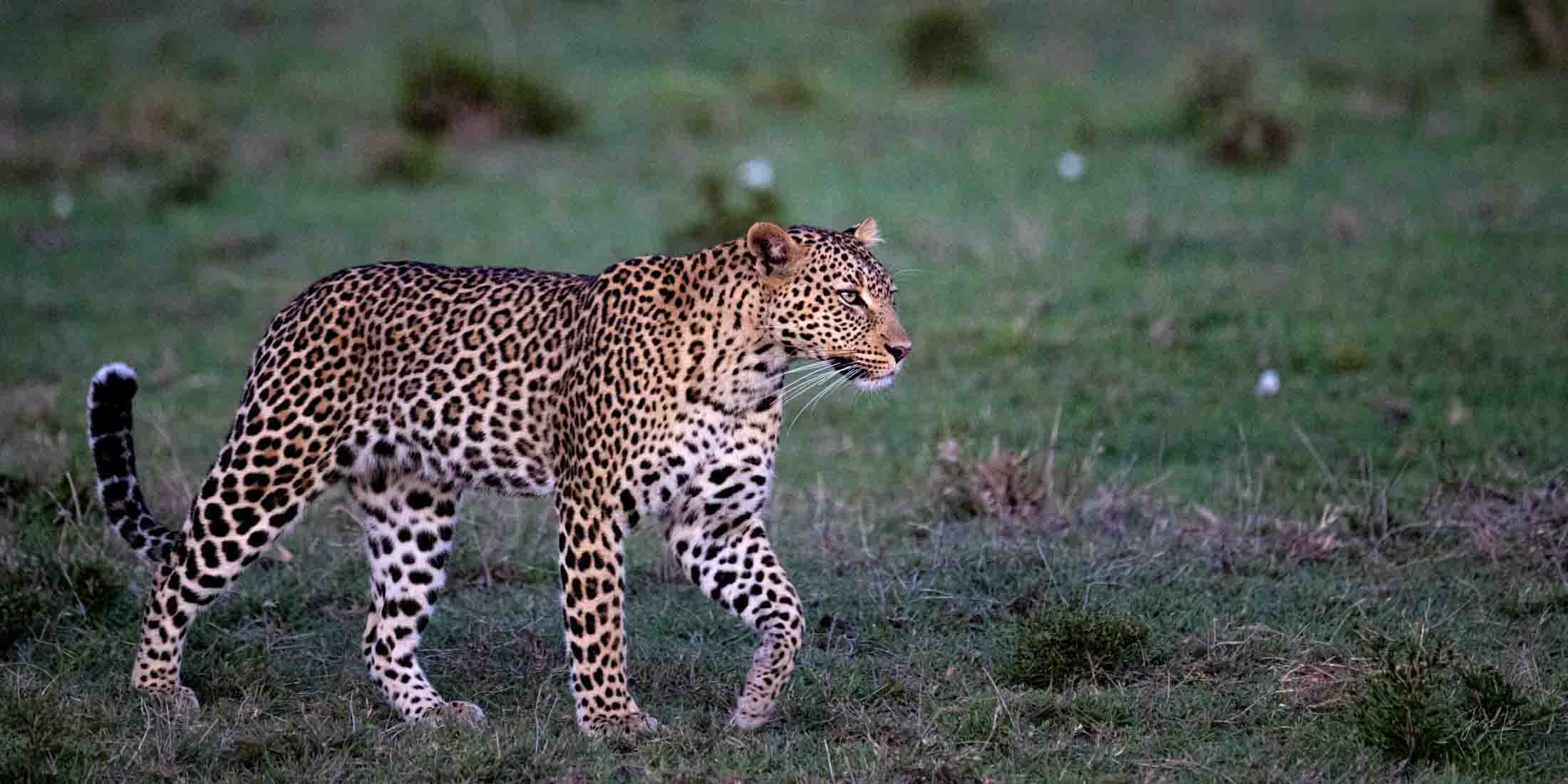 Leopard walking toward its prey Leopard Photo | Fine Art Photography | Limited Edition Print A Beautiful spotted Leopard Photographed by internationally acclaimed...