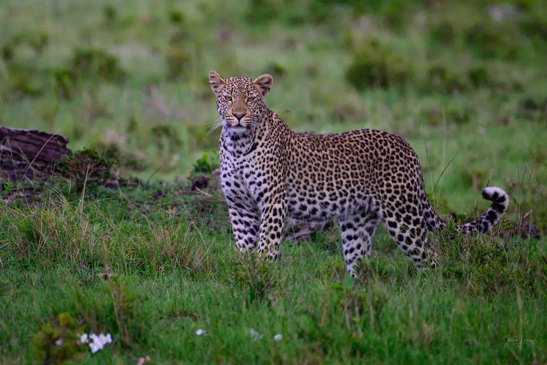 Alet Leopard Leopard Photo | Fine Art Photography | Limited Edition Print A Beautiful Alert Leopard Photographed by internationally acclaimed...