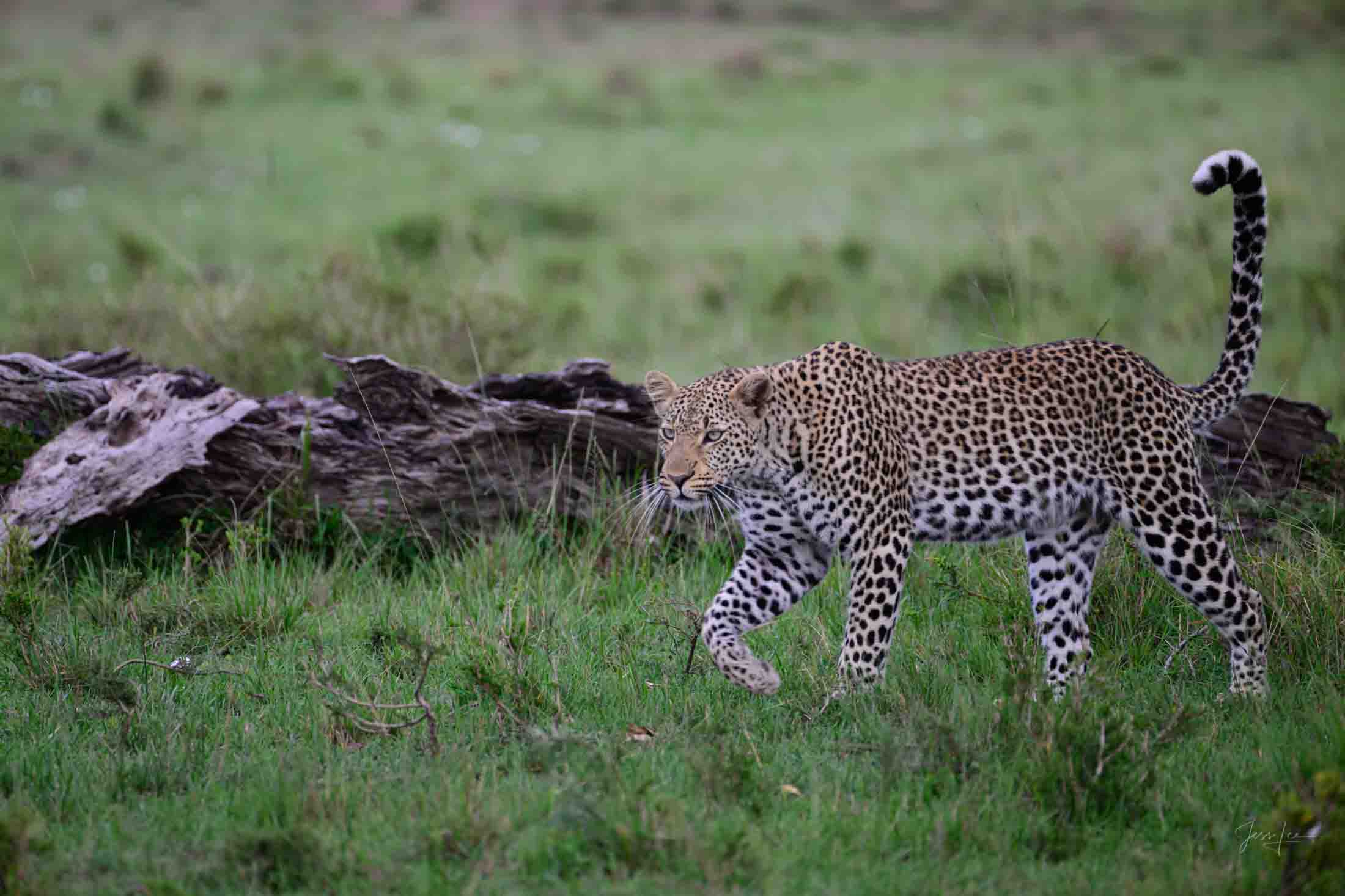 Stalking in the Grass Leopard Photo | Fine Art Photography | Limited Edition Print A Beautiful Leopard stalking in the grass, Photographed by internationally...