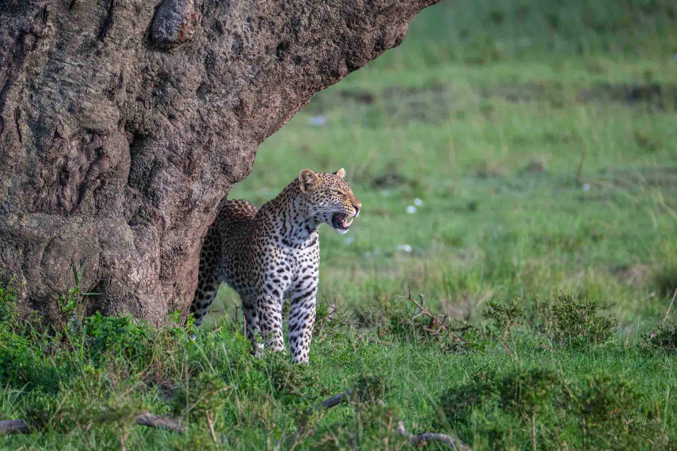 Leopard at marking Tree Leopard Photo | Fine Art Photography | Limited Edition Print A Beautiful Leopard Photographed by internationally acclaimed wildlife...