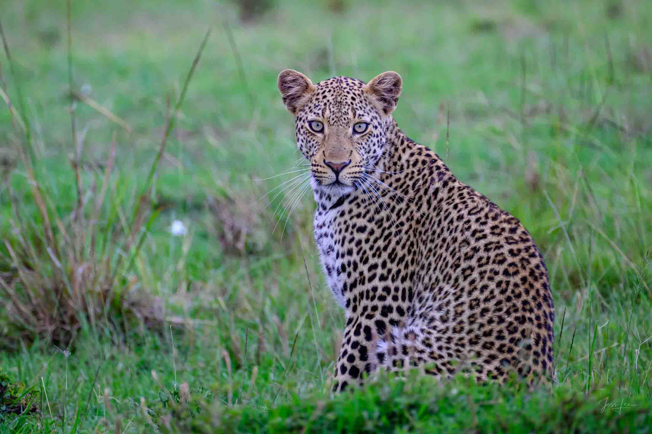Big Eyed Leopard Leopard Photo | Fine Art Photography | Limited Edition Print A Beautiful Leopard Photographed by internationally acclaimed wildlife...