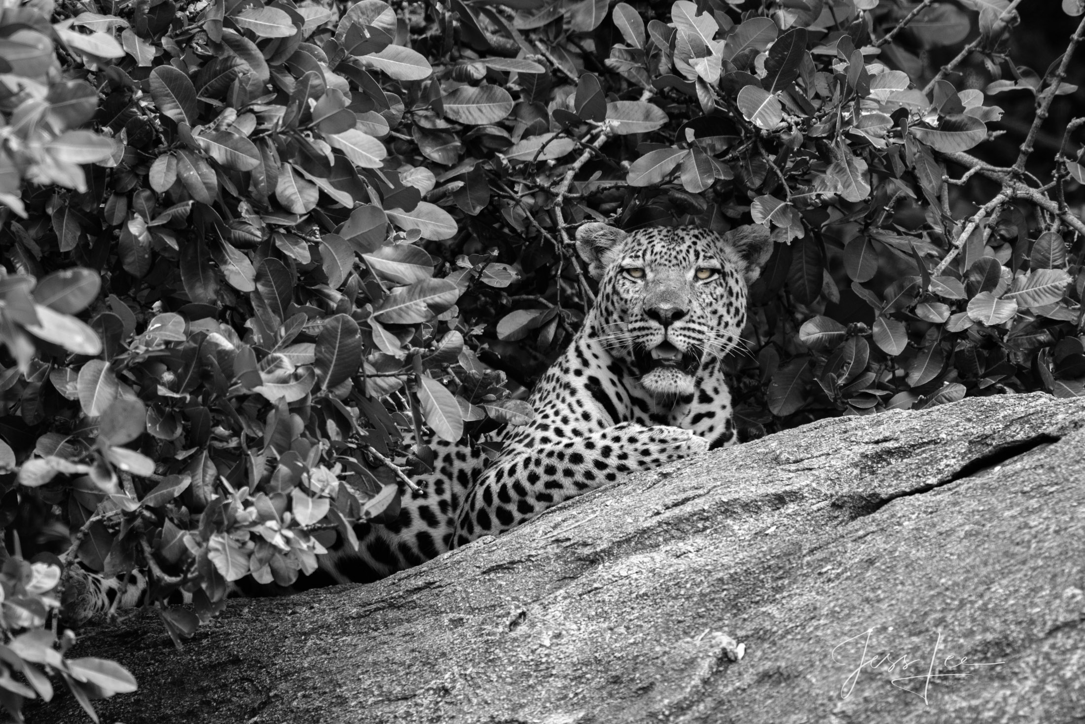 This Leopard Rocks