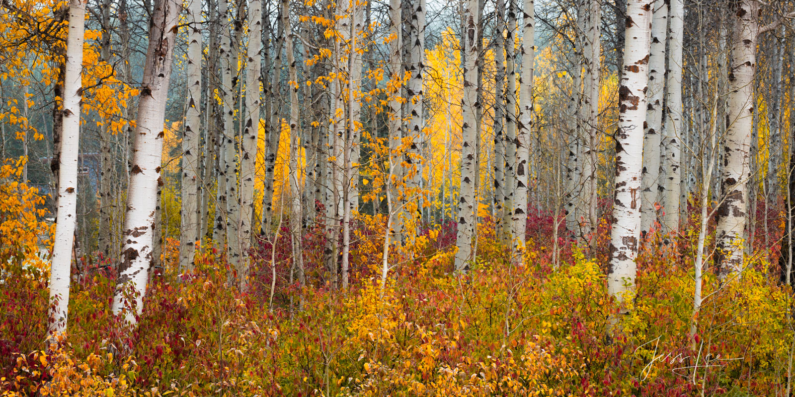 Tree Photography Print