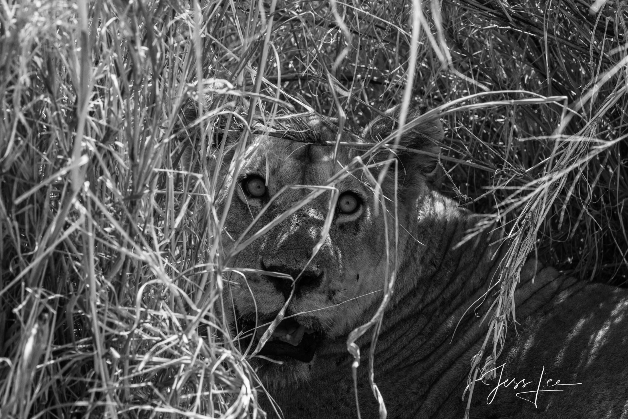 Black and White photo of African Lioness in the bush. Surprise!
