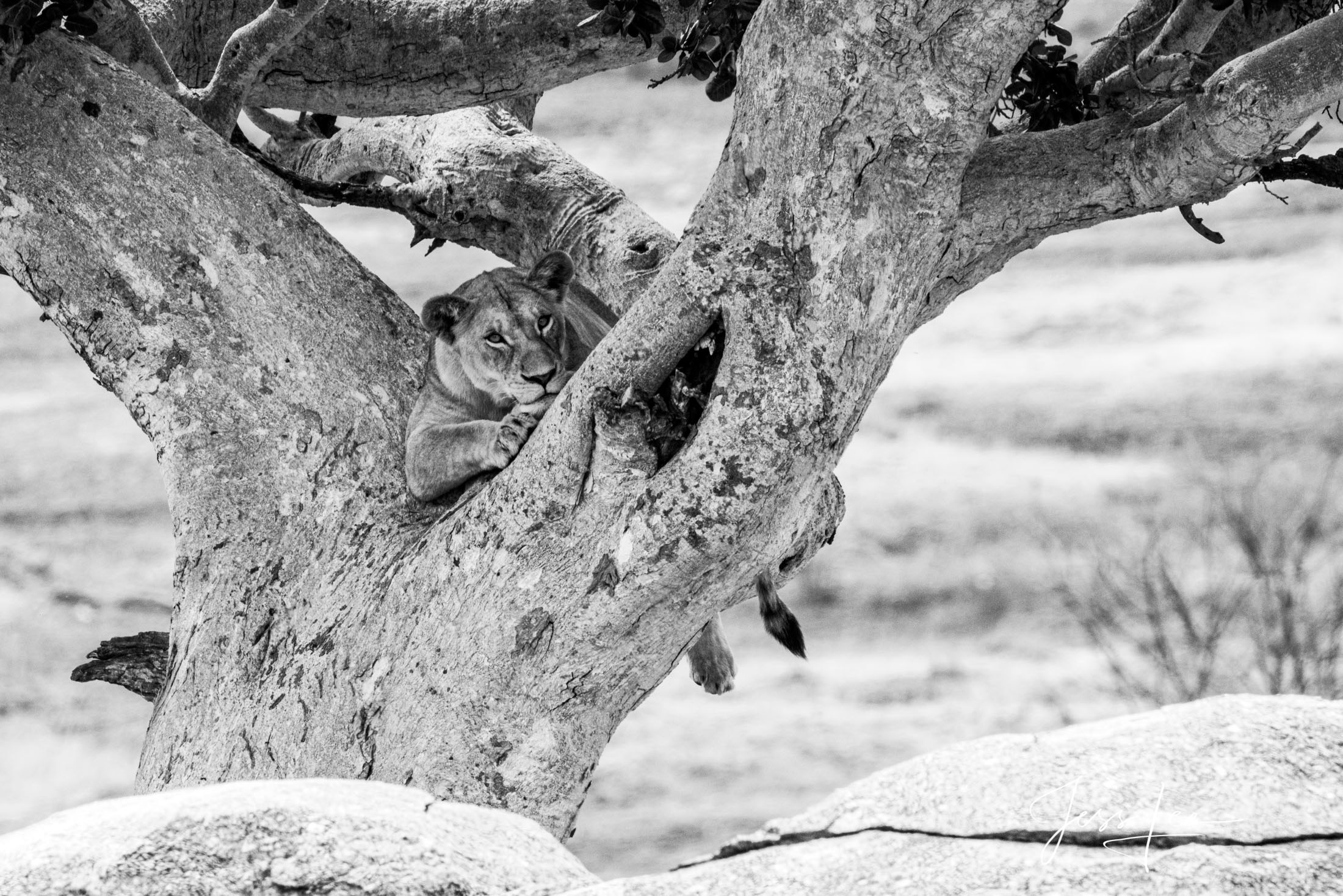 Black and White photo of African Lion resting in a tree