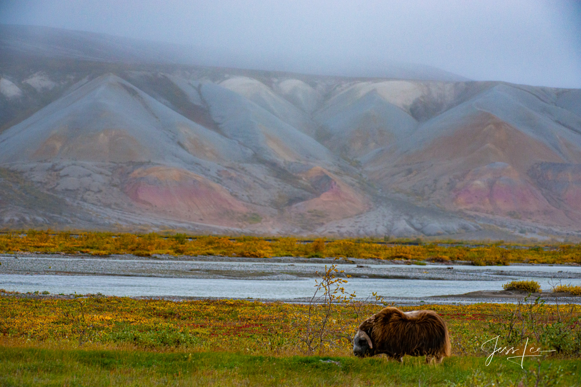 A lone musk ox stands in an open field in Alaska's arctic tundra 