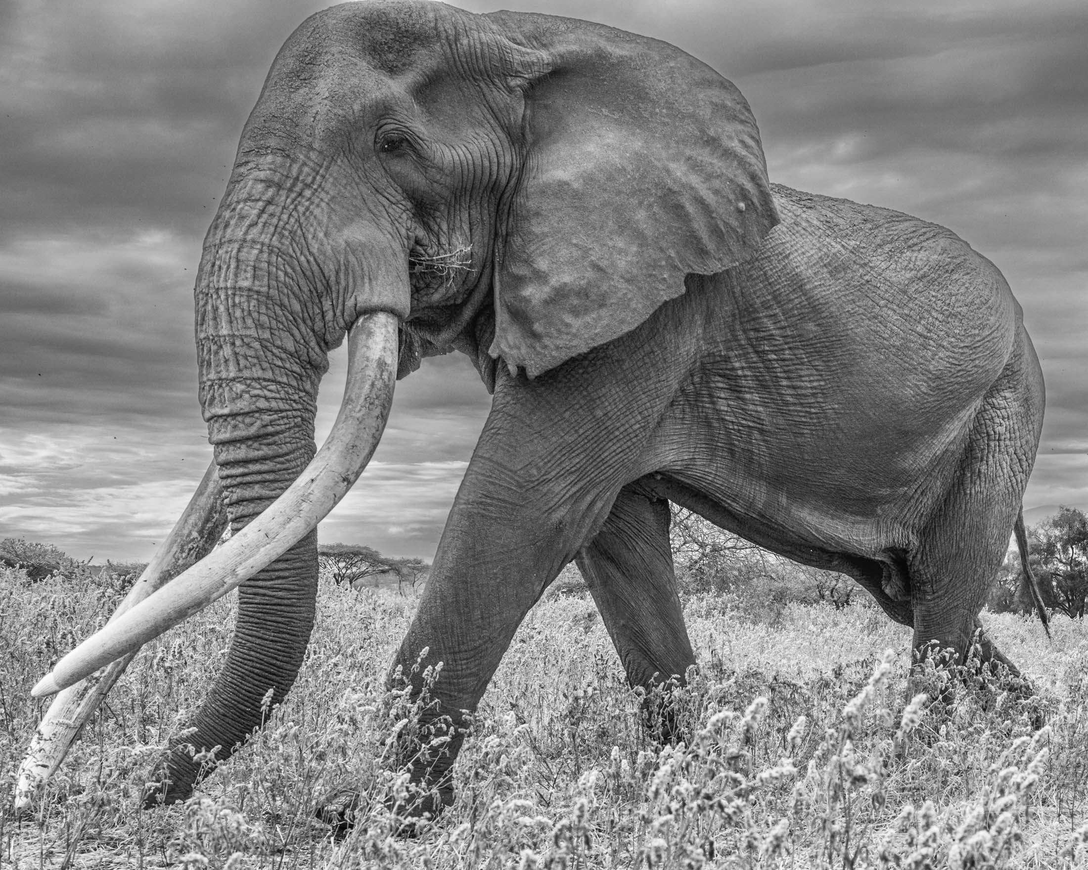 Taking it in Stride | Kenya, Africa | Large Format Prints by Jess Lee