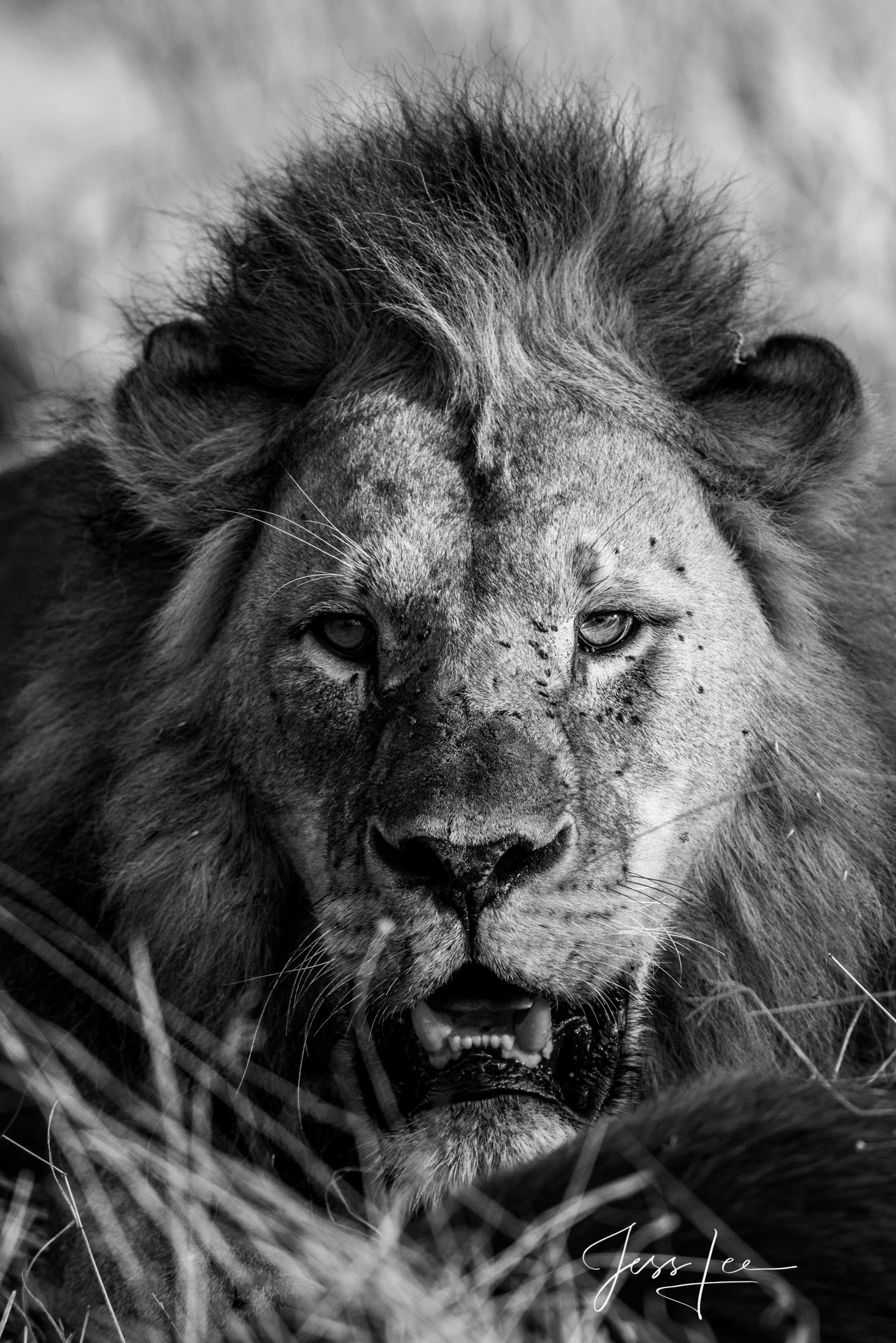 Black and White photo of African Lion,