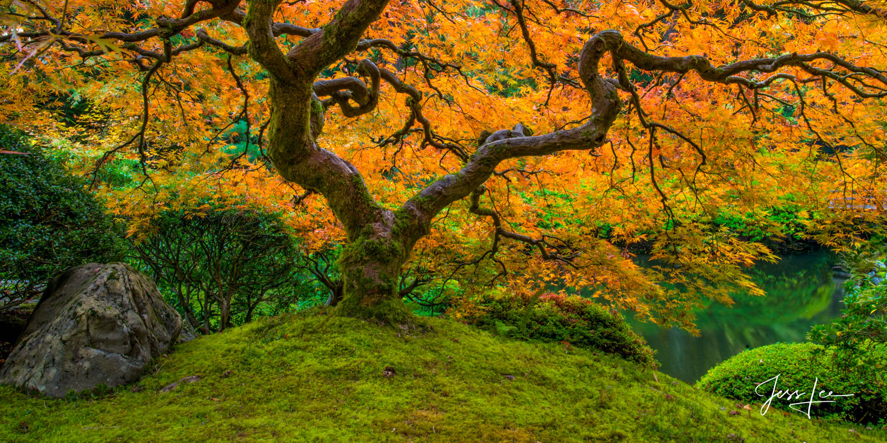 Embrace Limited Edition of 50 Exclusive high-resolution Museum Quality Fine Art Prints of Japanese Maple with brilliant autumn orange...