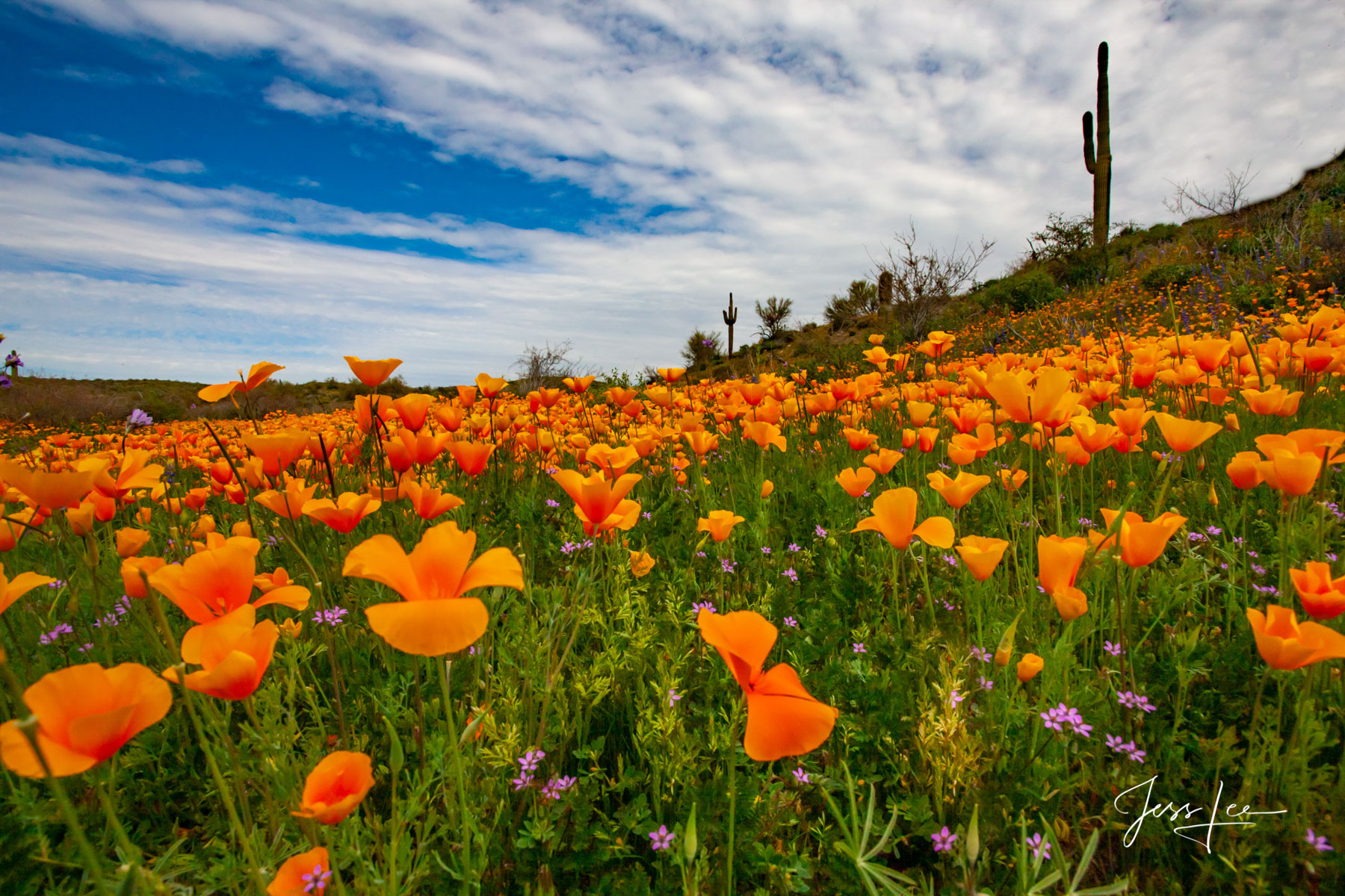 Desert Poppies and Saguaro Cactus Poppy field in full bloom in the Arizona desert. Desert Photography Print