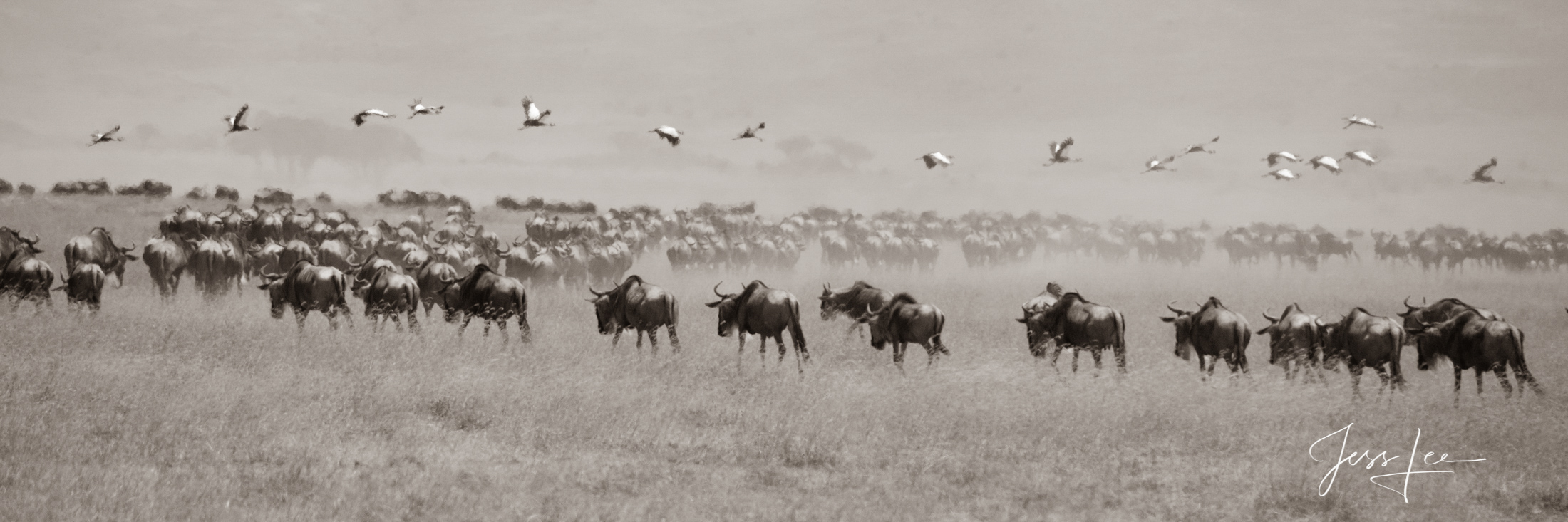 Migration of Wildebeest Black and White photo of African Wildebeest Migration.