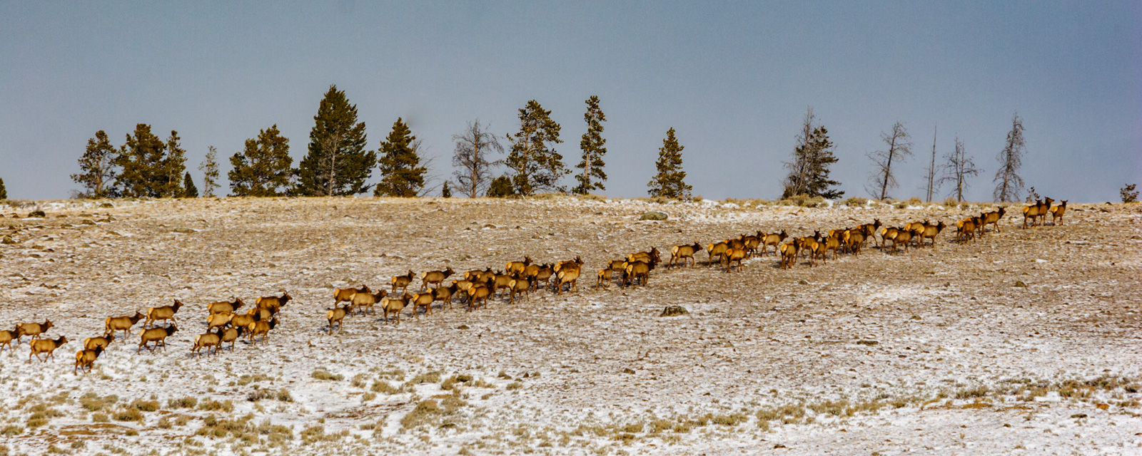 Migrating elk herd