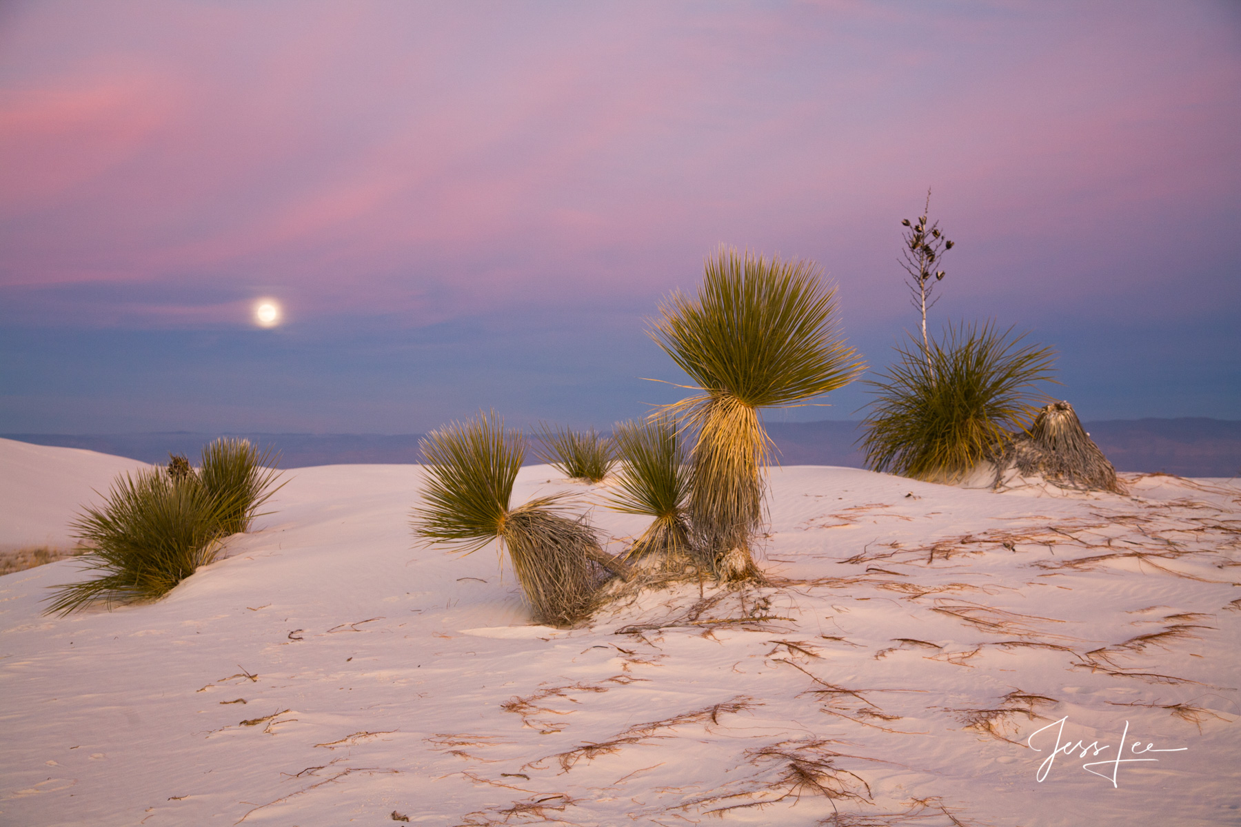 Just watching the moonset White Sands Yucca