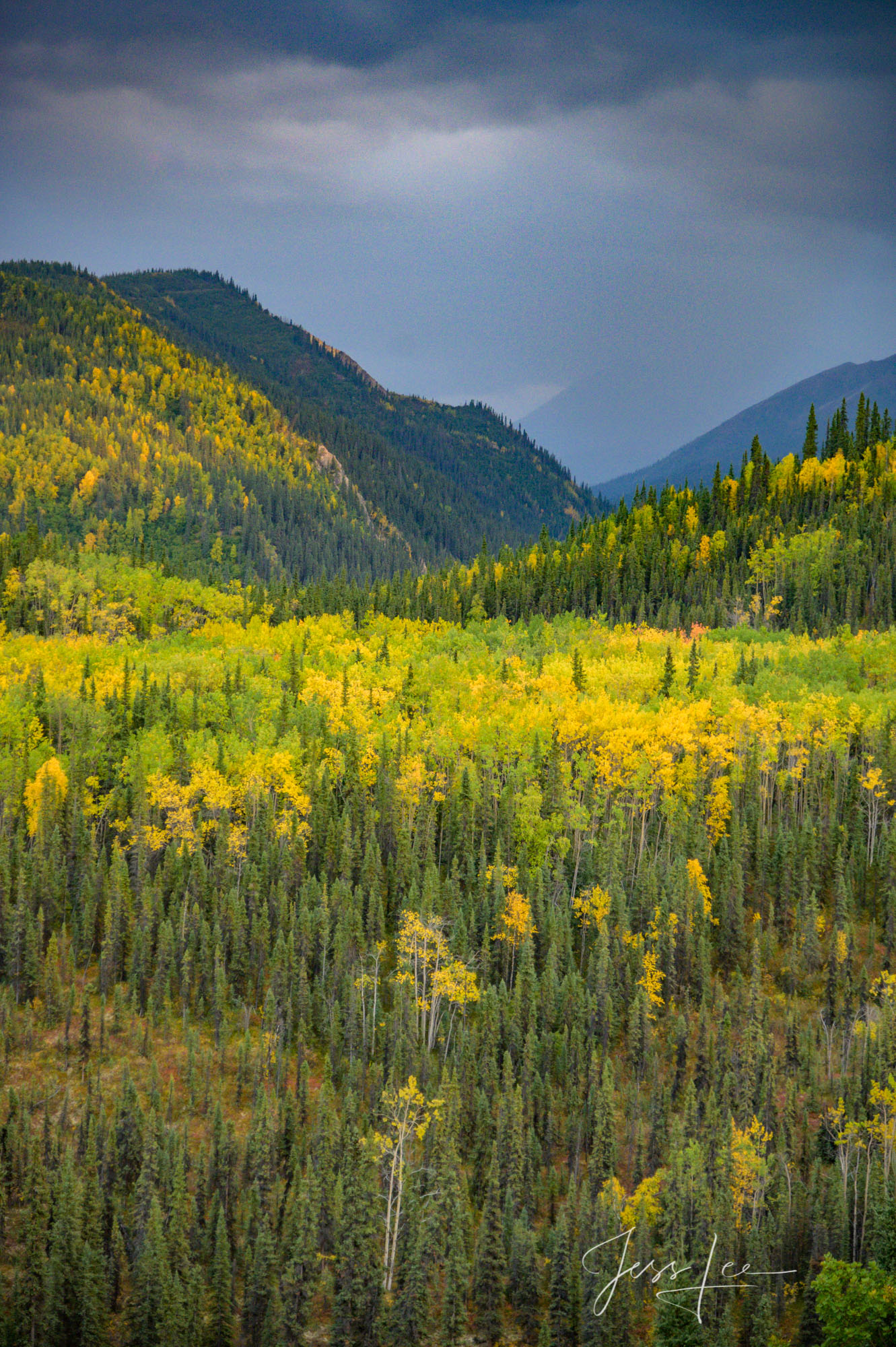 These Moose fine art landscape photographs are offered as high quality prints for sale as created by Jess Lee. My prints are...