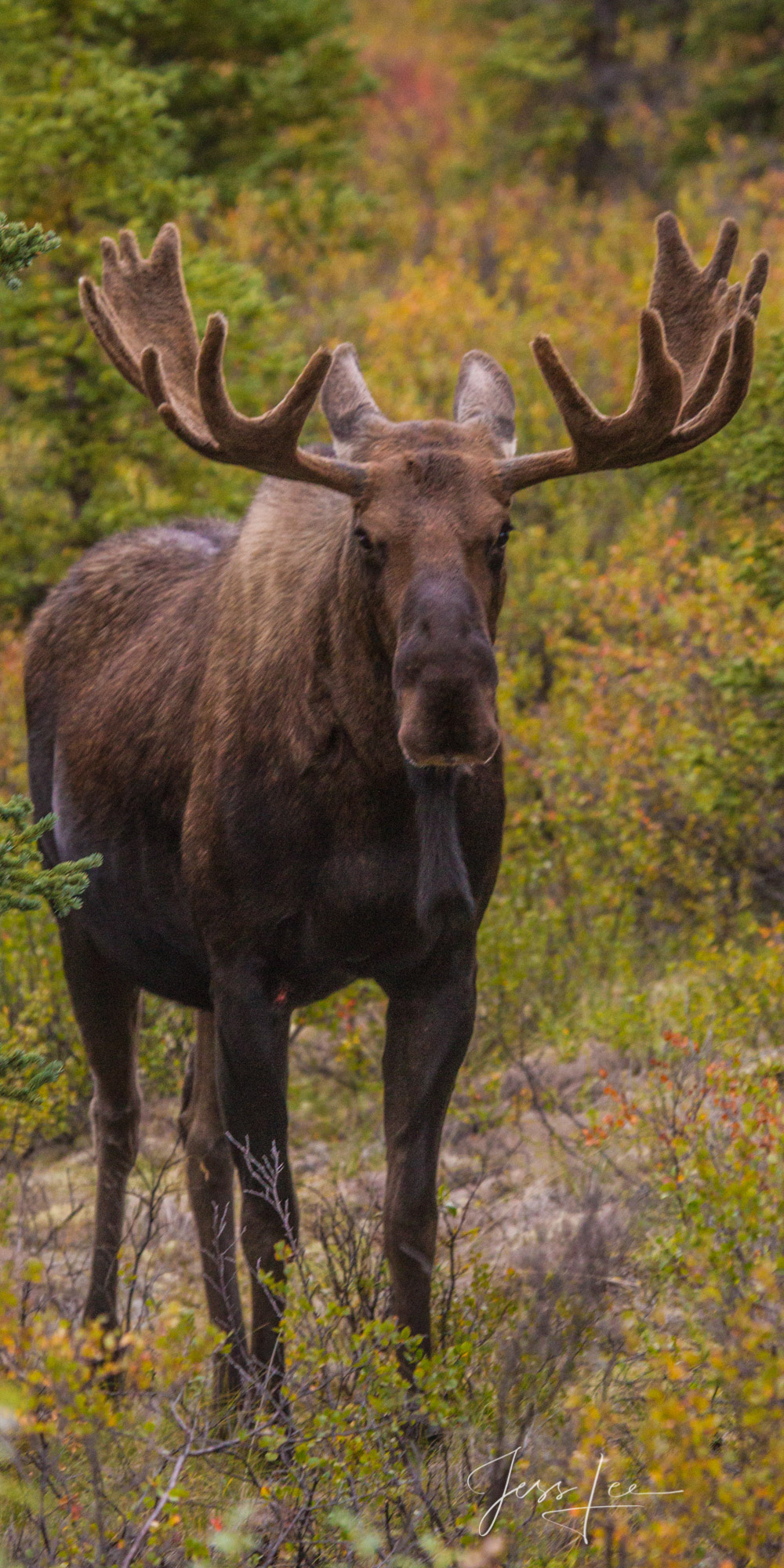 Denali Alaska, Bull Moose looking very unhappy. A limited edition of 800 prints. These Moose fine art wildlife photographs are...