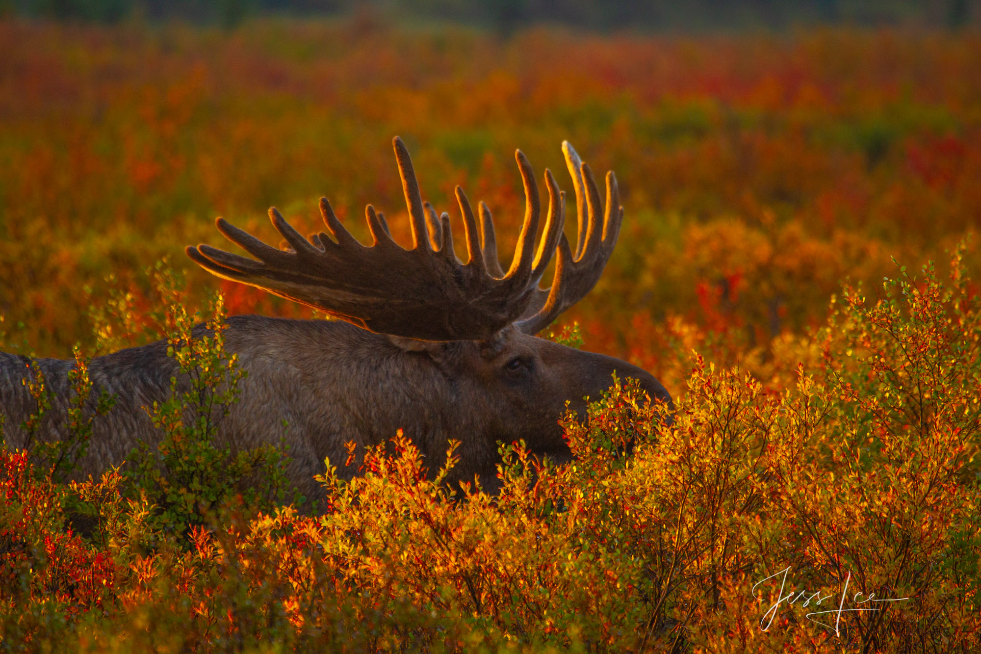 Denali Alaska, bull Moose feeding in the tundra at sunrise. A limited edition of 800 prints. These Moose fine art Wildlife photographs...