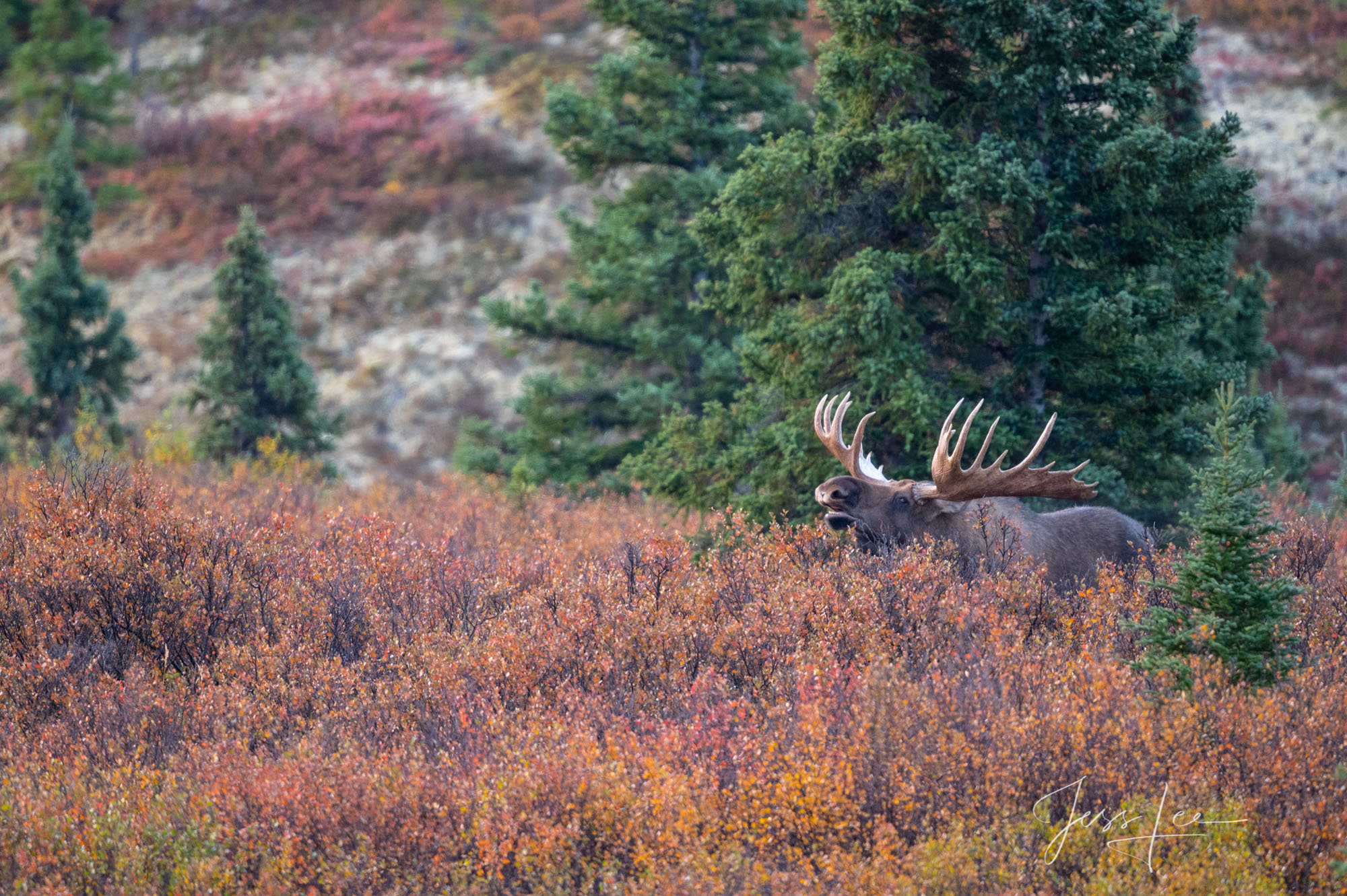 Denali Alaska, bull Moose calling for cows at sunrise. A limited edition of 800 prints. These Moose fine art wildlife photographs...