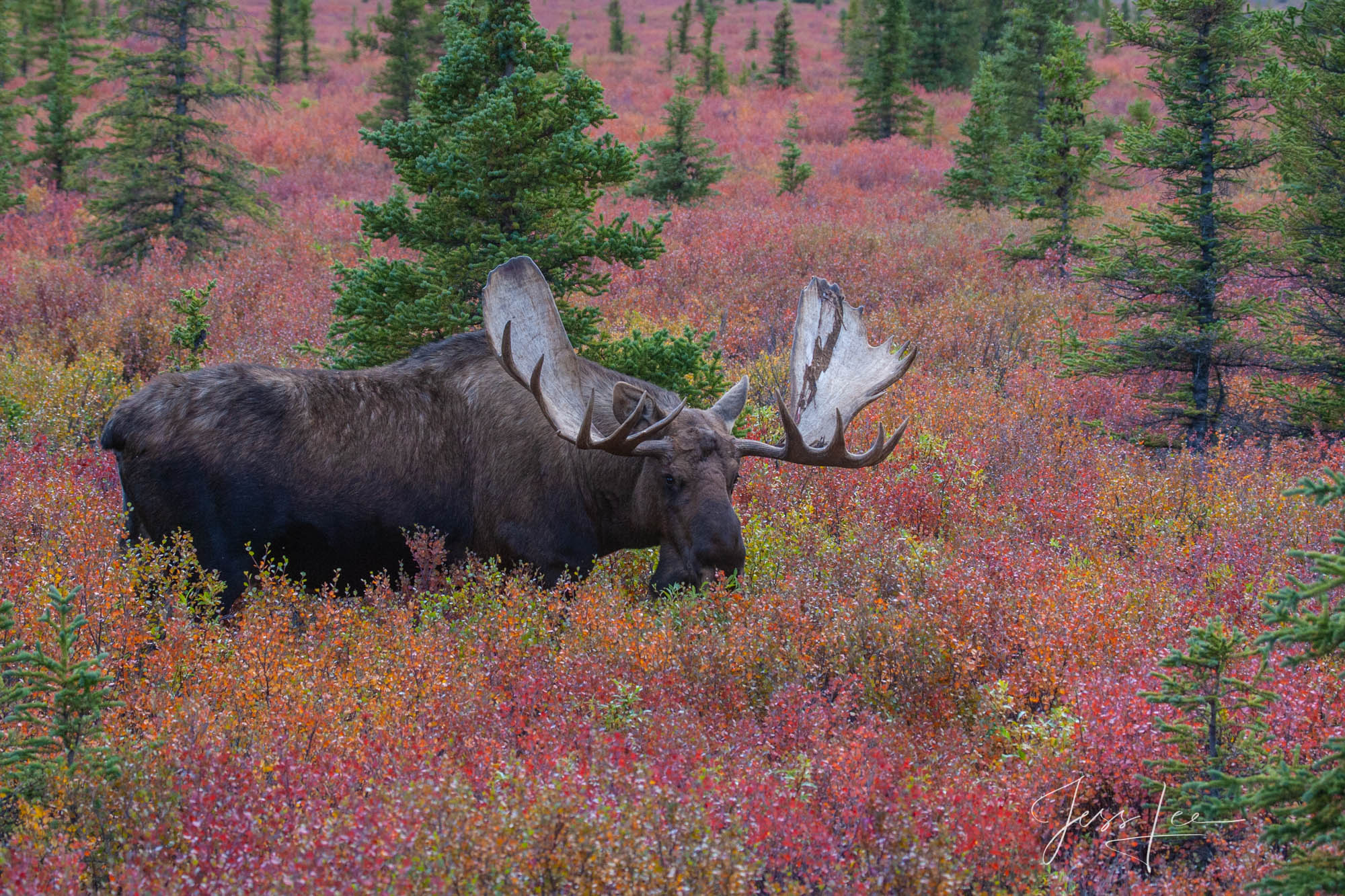 Denali Alaska, bull Moose feeding in the tundra. A limited edition of 800 prints. These Moose fine art Wildlife photographs are...