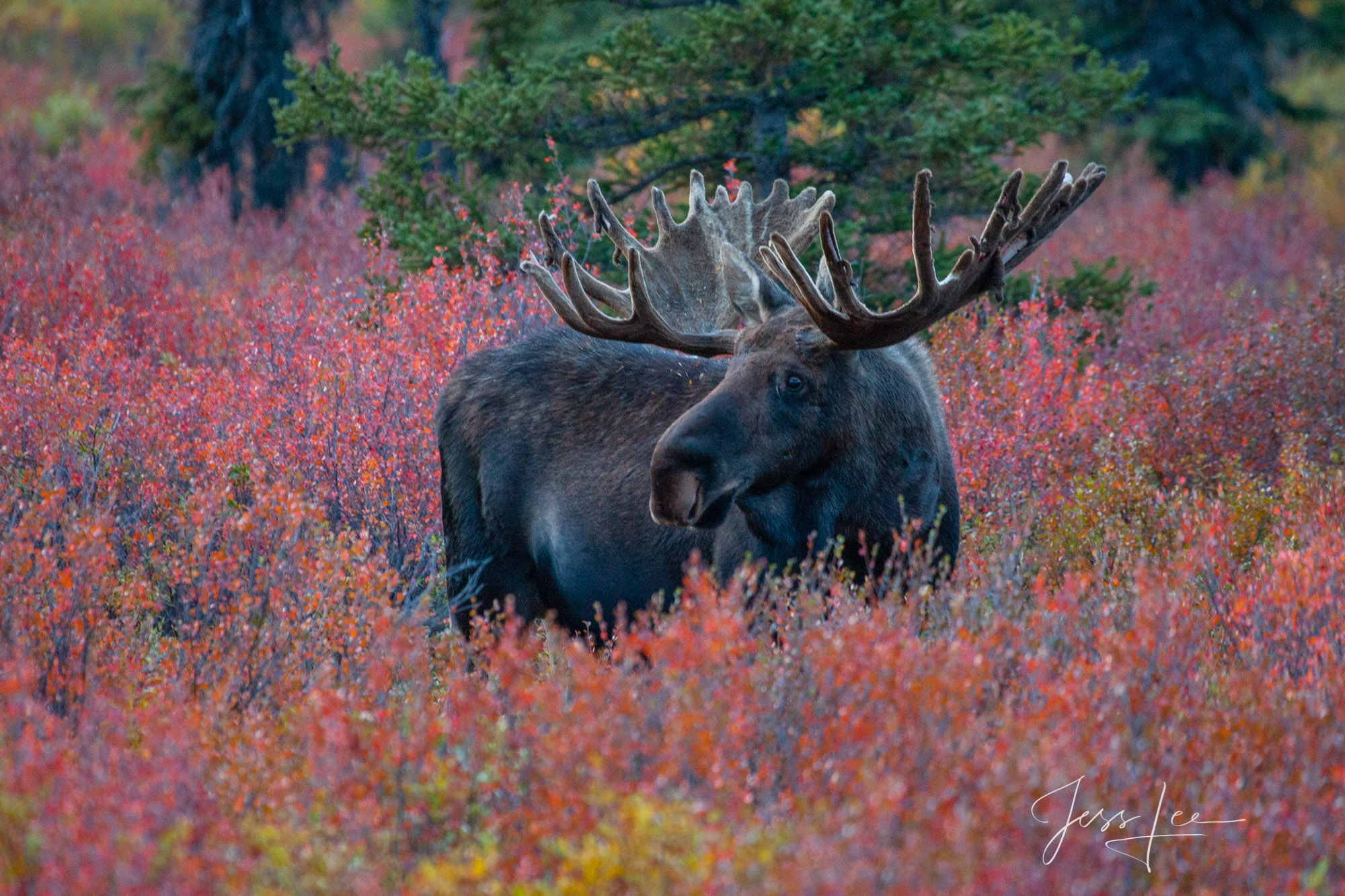 Alaskan bull moose standing in red tundra of Alaska's wilderness. 