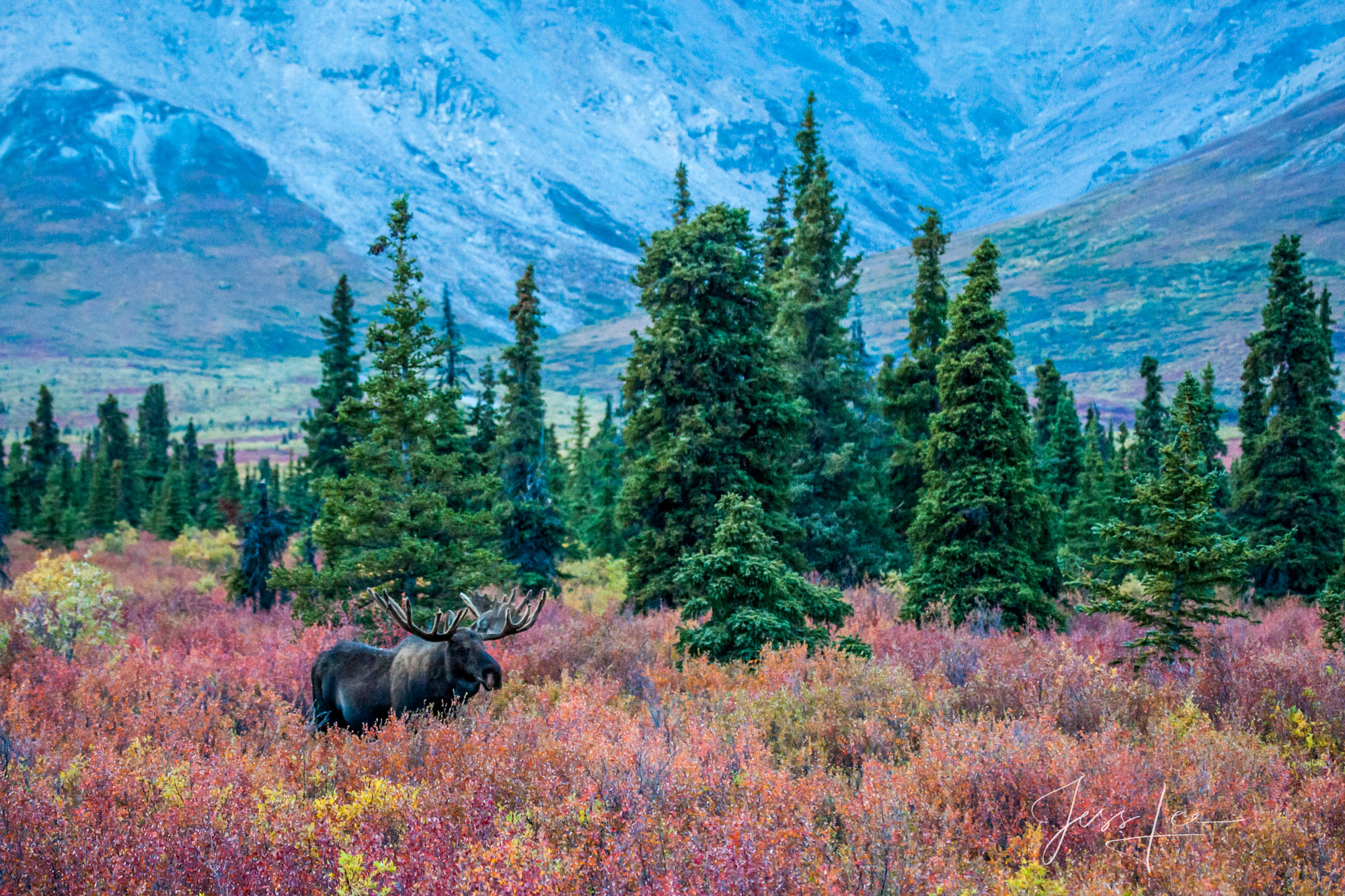 Denali Alaska, bull Moose in the tundra, just down from the mountain tops during the Fall breeding season. A limited edition...
