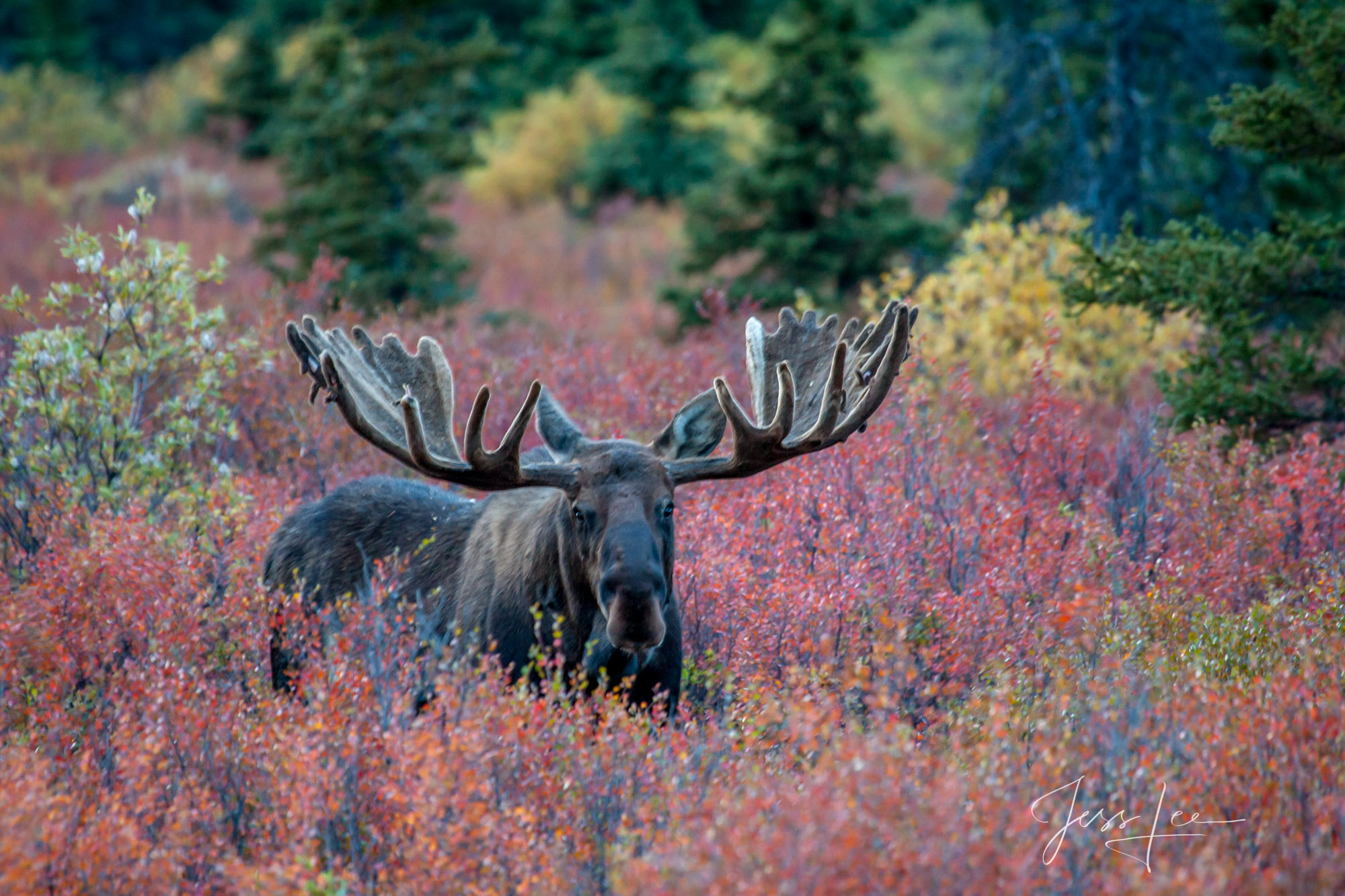 Denali Alaska, bull Moose sizing up this photographer.These are some of the most dangerous animals in the Americas. A limited...