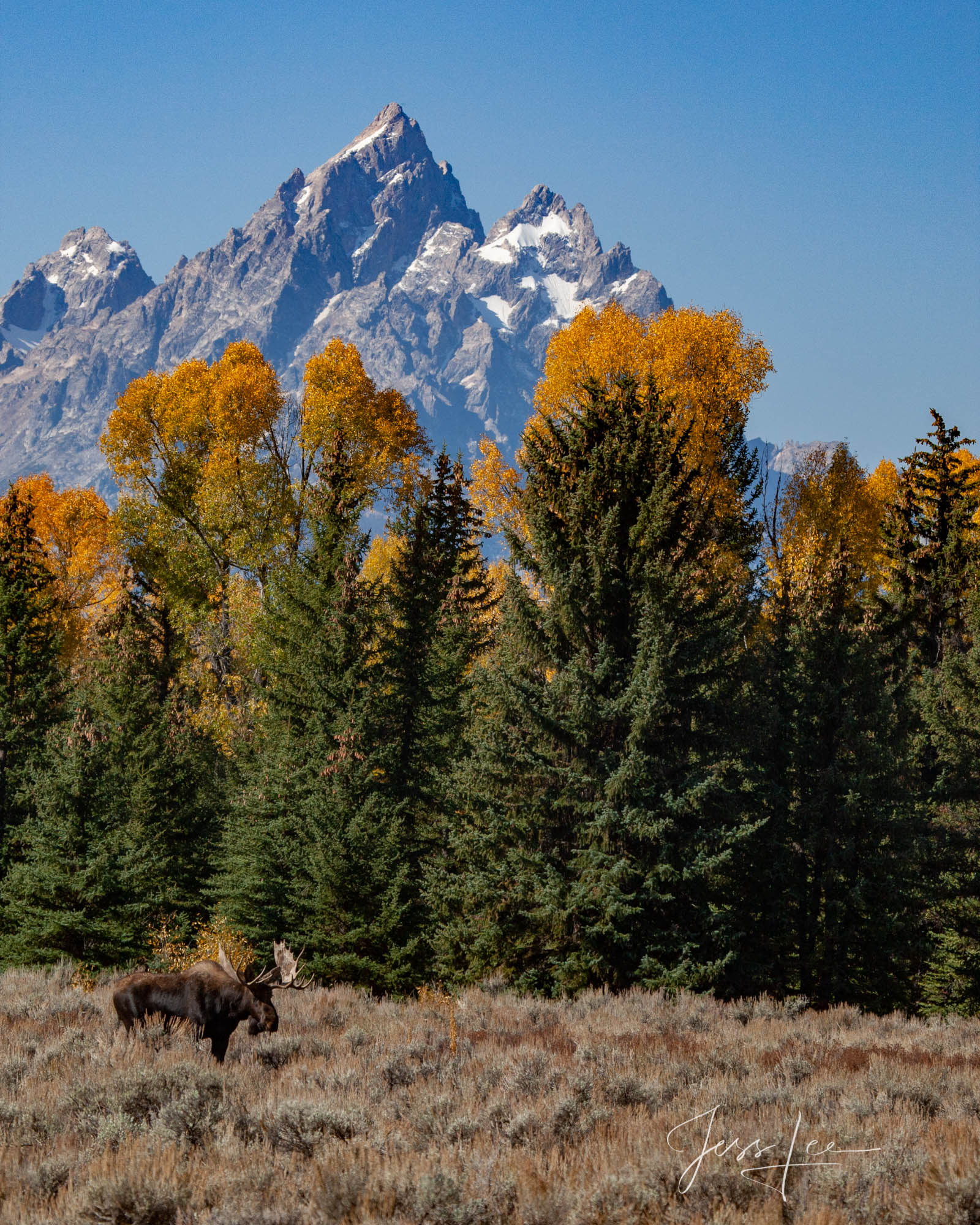 Teton Bull Moose at the foot of the Tetons. A limited edition of 800 prints. These Moose fine art wildlife photographs are offered...