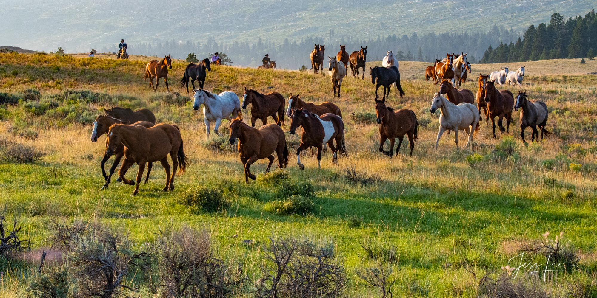Greener Pastures Fine Art Limited Edition Photography of Cowboys, Horses and life in the West. Wyoming horse herd running over the hill on their...