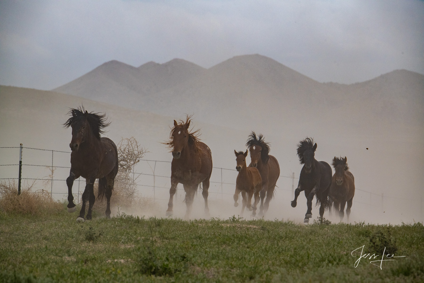Fine Art Limited Edition Photography of Wild Utah  Horses. Wild Mustangs. This is part of the luxurious collection of fine art...