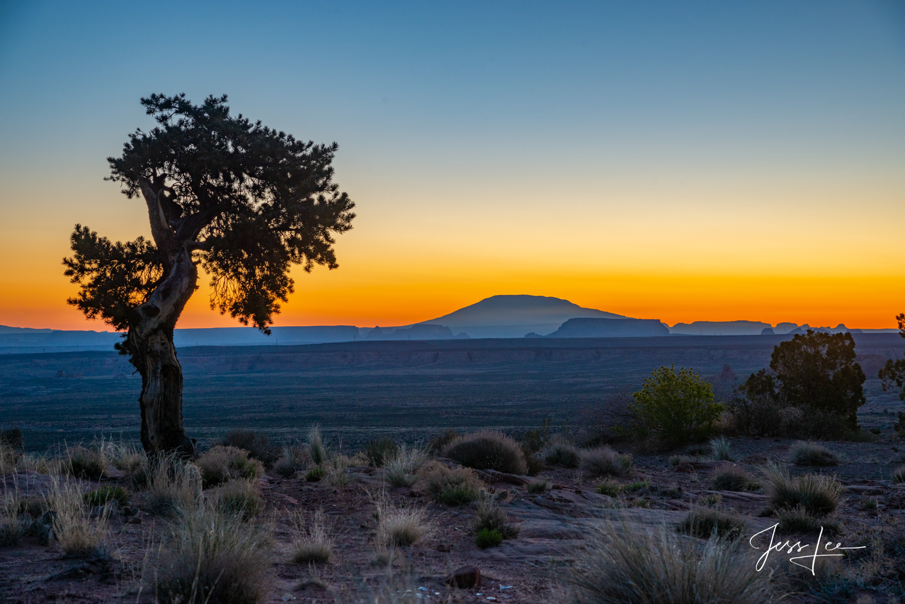 Native tree bowing to the Navajo mountain in Arizona 