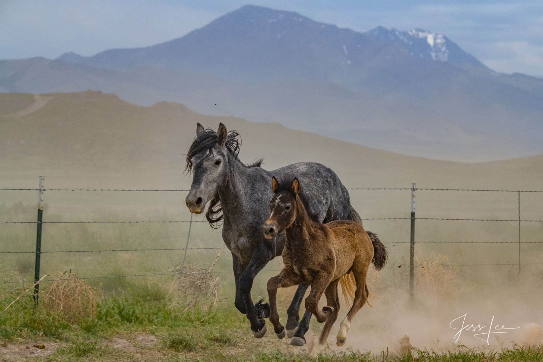 Fine Art Limited Edition Photography of Running mare and foal Wild Horses. Wild Horses. This is part of the luxurious Large Format...