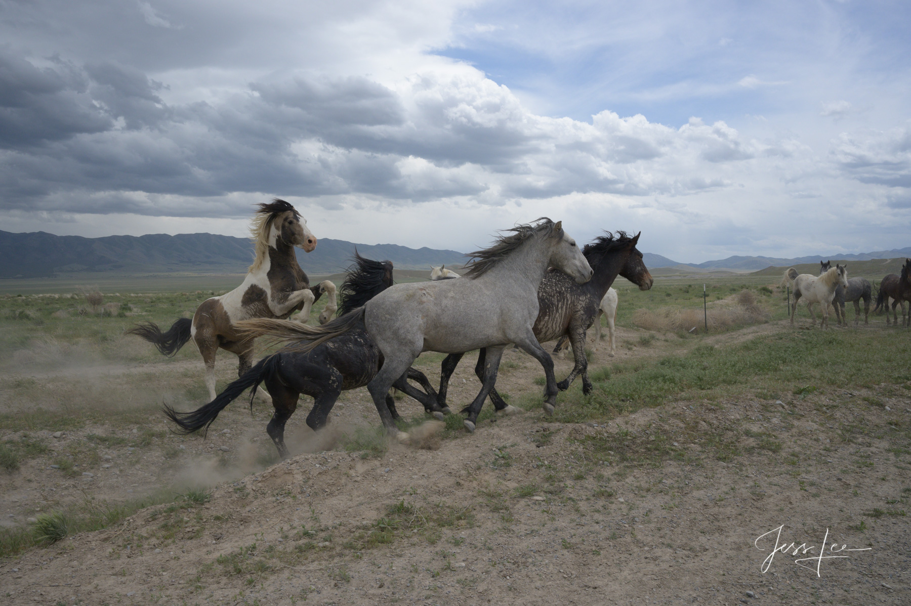 Fine Art Limited Edition Photography of Fighting male Wild Horses.  Fighting Wild Horses or Mustangs. This is part of the luxurious...