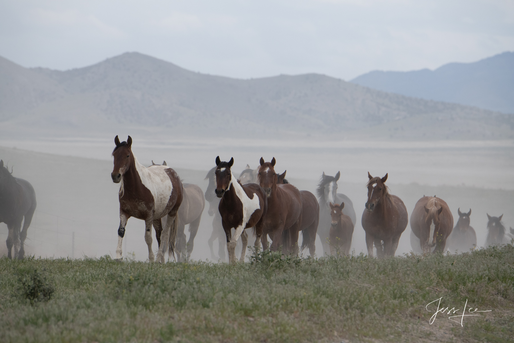 Fine Art Limited Edition Photography of Wild Herd of Mustang Horses. Wild Horses or Mustang herd. This is part of the luxurious...