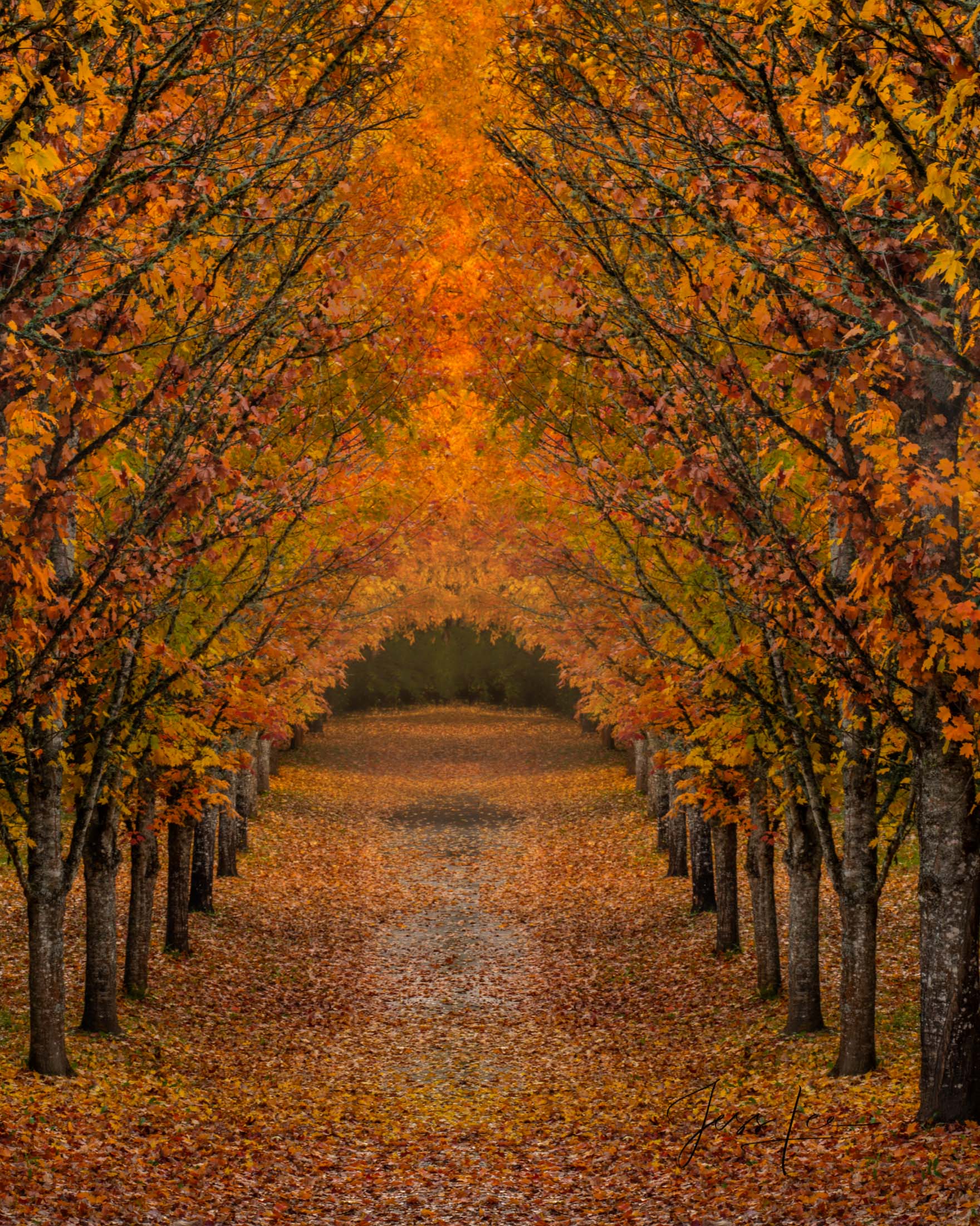 Beautiful Tree Tunnel Of Fall Maple Trees Fine Art Photo Fine Art 