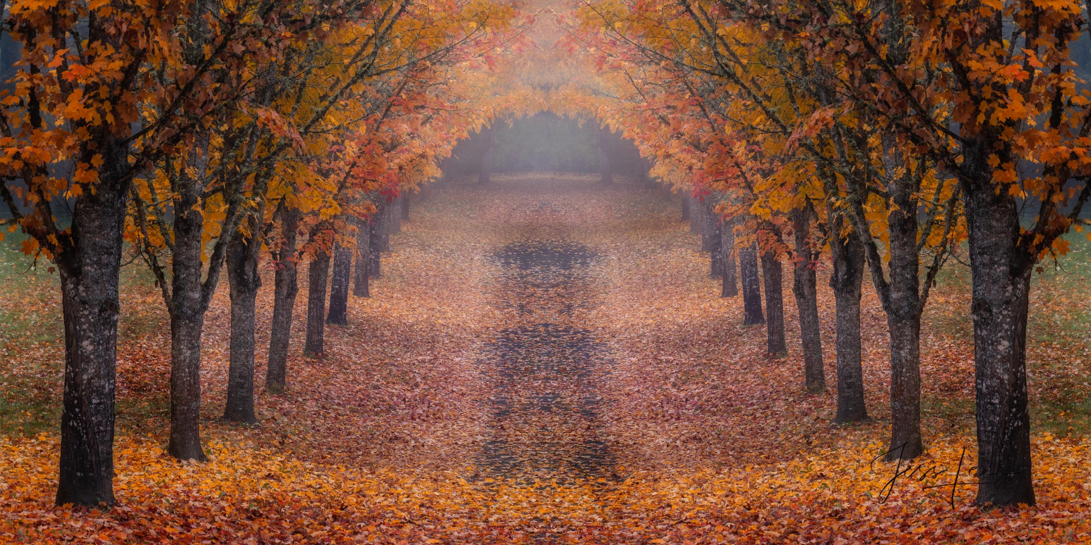 Oregon Autumn Tree Trail Panorama Fine Art landscape panoramic photograph of a autumn tree leaf covered country road presented in a Limited Edition print of 200...