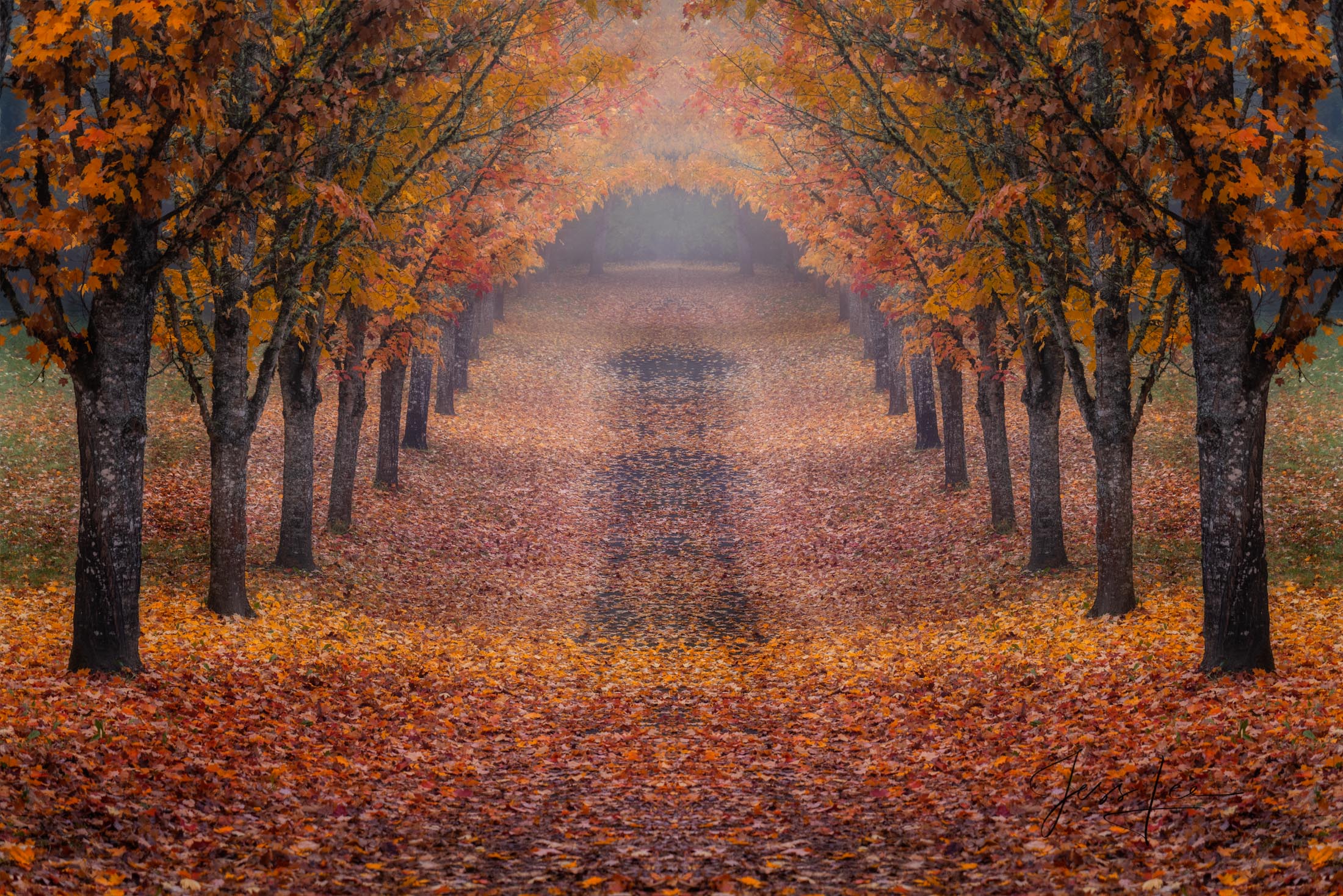 Fine Art landscape photograph of a Tree lined, leaf covered country road presented in a Limited Edition print of 200 copies.