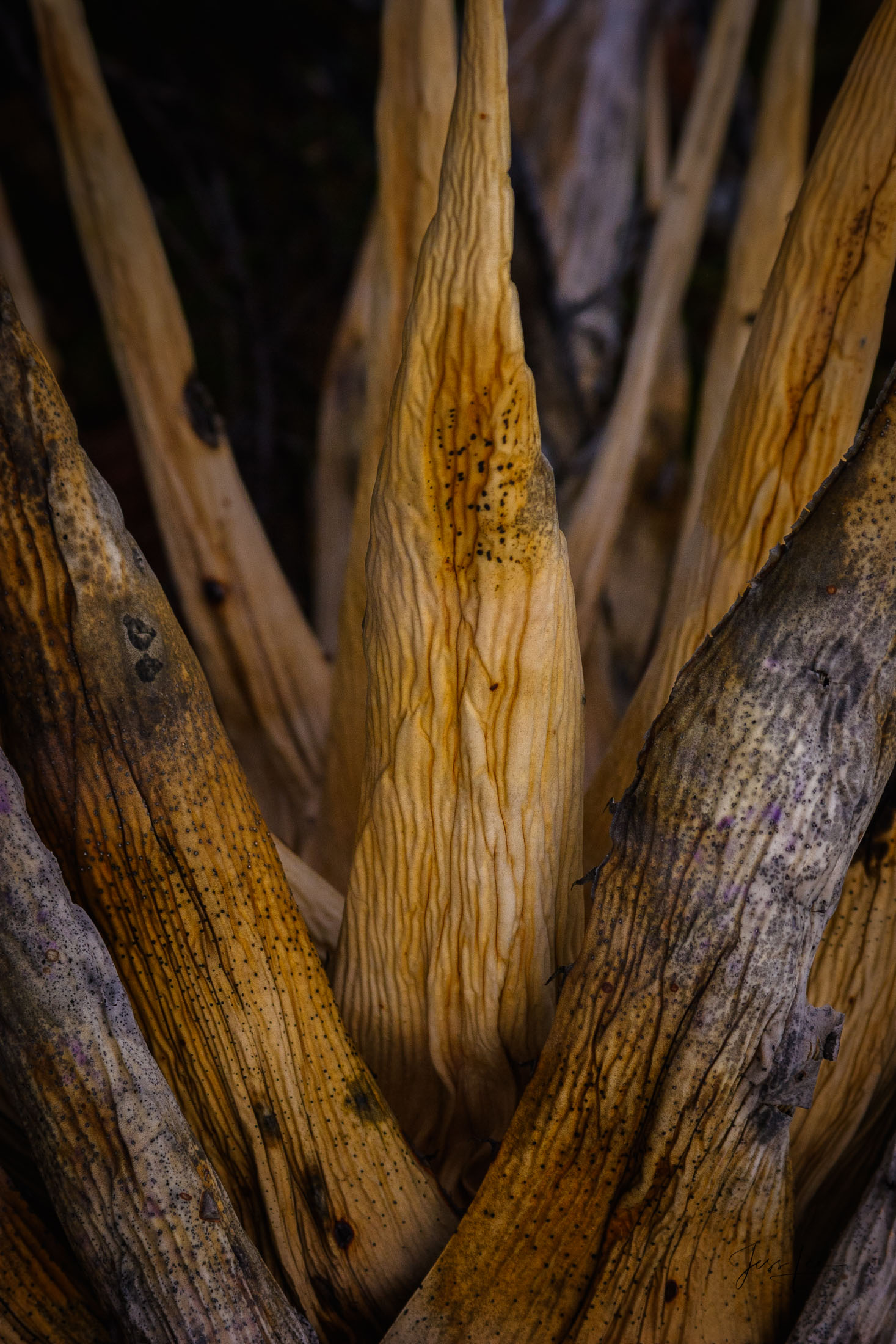 Organ-Pipe-Cactus-N.M.12 An Organ Pipe Cactus N.M. photo fine art print of beautiful Photography and Pictures in large format museum-quality Acrylic or metal wall art