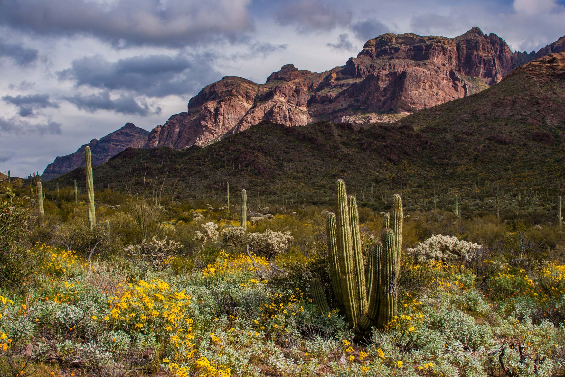 Organ-Pipe-Cactus-N.M.6 An Organ Pipe Cactus N.M. photo fine art print of beautiful Photography and Pictures in large format museum-quality Acrylic or metal wall art