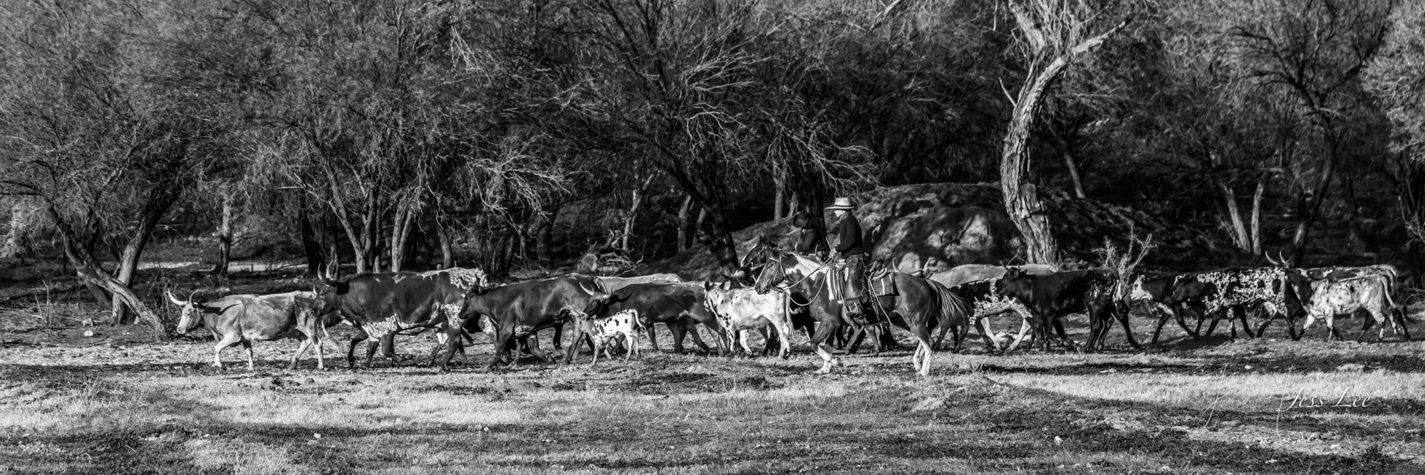 Cowboy pictures in black and white.  Longhorn roundup is part of the luxurious collection of fine art, limited edition, cowboy...