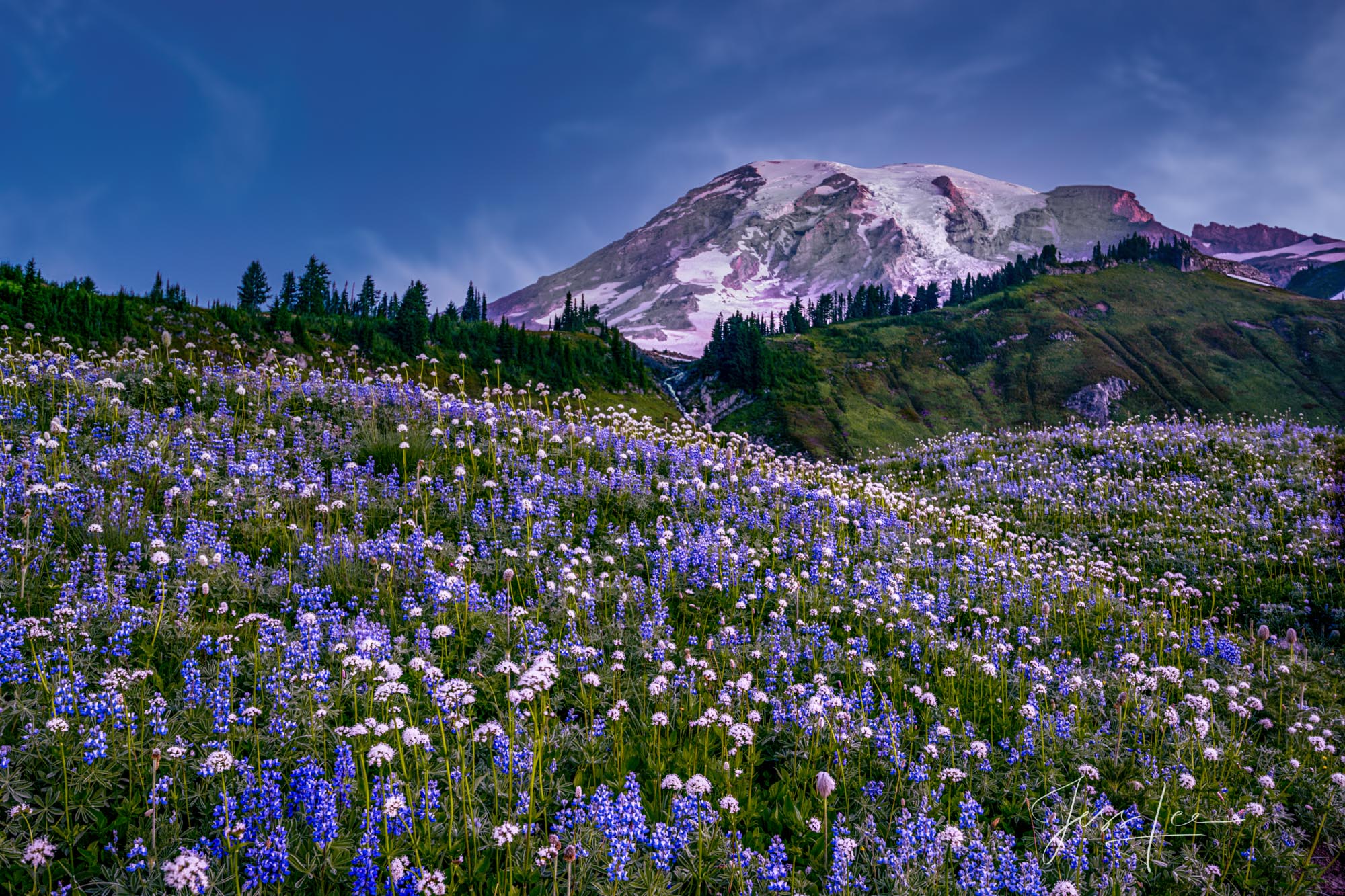 Mount Rainer Photograph Fine Art Print of summer blue flowers and snow capped mountain photo.